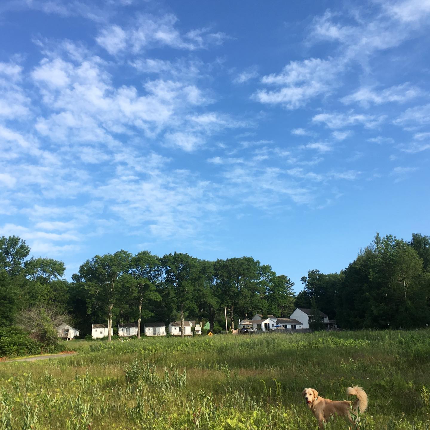 Motel in the morning from the field. #lincolnvillemotel #maine #summer #cabins #pool #vacation