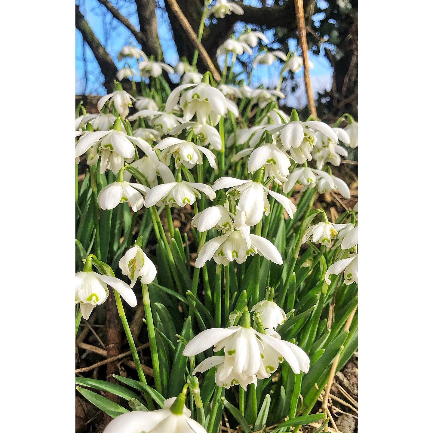The heralds of spring 🌾
#garthsidefarmholidays #glamping #camping #hadrianswall #hadrianstrail #wildlife #wildlifephotography #cumbria #carlisle #brampton #rewilding#staycation #birdphotography #holiday #garthside