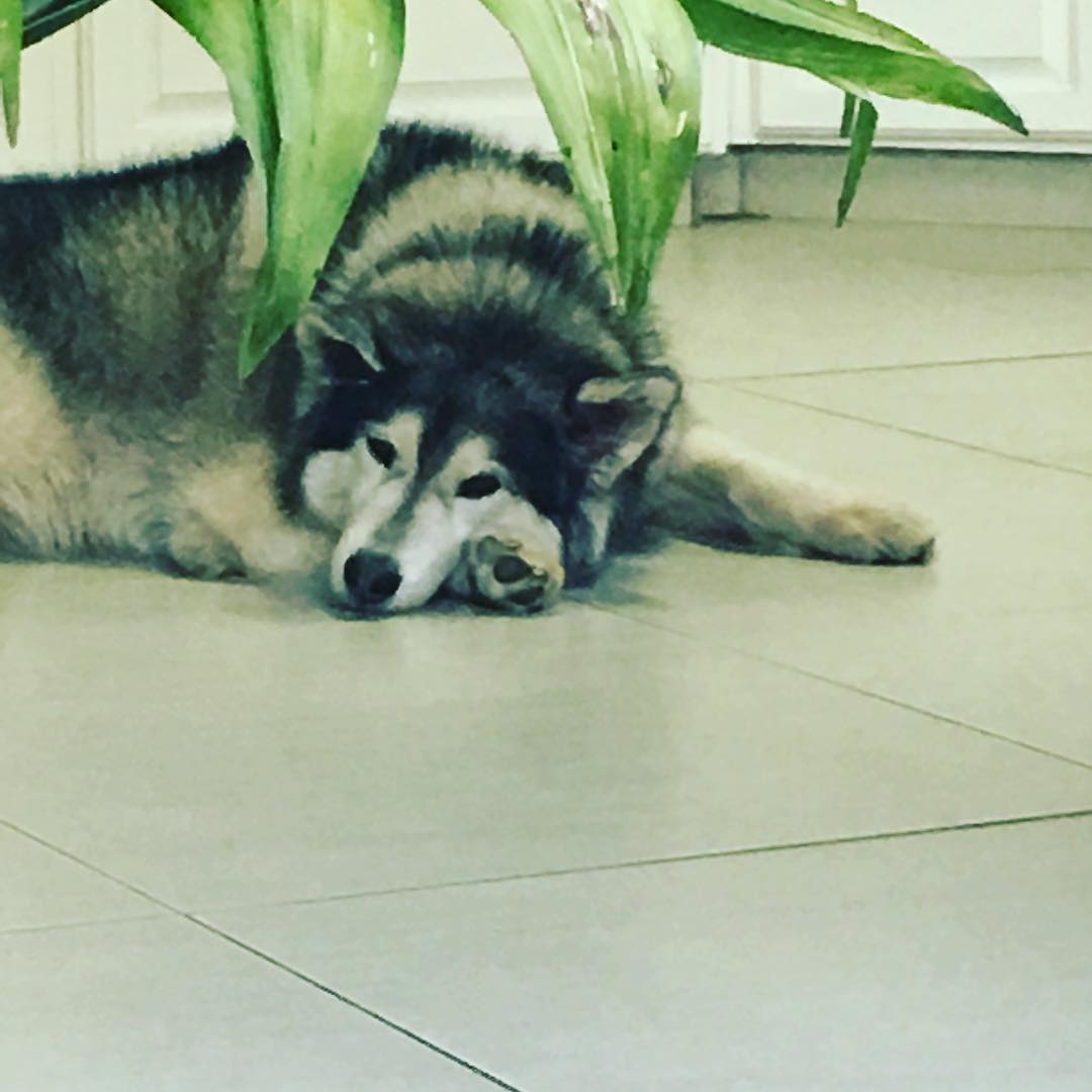 Our beautiful boy. Aspen. #huskiesofinstagram #husky #lovehuskies #lovedogs #lovemyboy