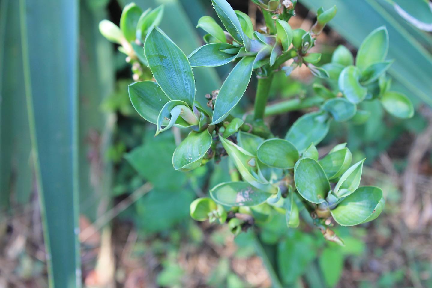 Bulbillos del maguey Warash desarrollando en un quiote secundario (!!!) en el palenque y vivero de @tosbamezcal.
Bulbillos of Warash developing on a secondary quiote (!!!) at the @tosbamezcal ranch - nursery - distillery.
#warash #maguey #sierranorte #Oaxaca #mezcaltosba #seedtoglass #agave #mezcal #zapotecscience
