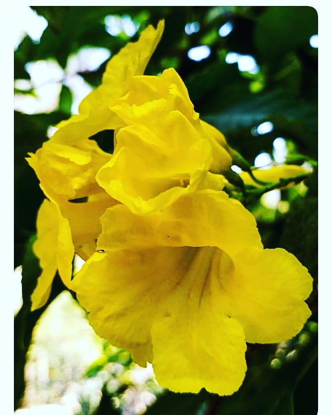 #flowers #nature #love #flower #beautiful #photography #photooftheday #beauty #art #summer #instagood #sky #sunset #blue #like #flowerstagram #follow #sun #naturephotography #red #pretty #photo #green #beach #night #instagram #clouds #tree #garden #bhfyp