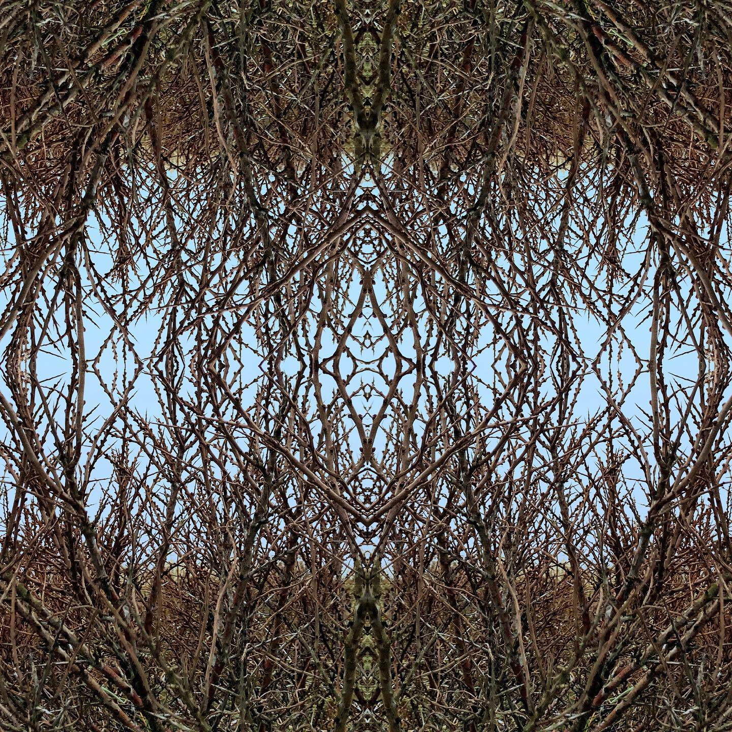 Happy new year y'all! Hope 2022 will bring some ✨💫 to your lives!
For now I'm back working on my Beach Art Series with these bare branches from the dunes. Love how they get so tangled 🙃, don't you?