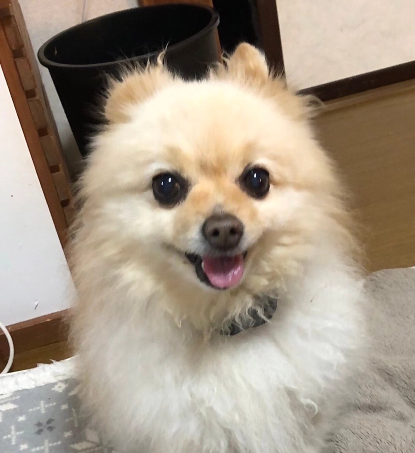 ペットの旅立ち福島店です。とても嬉しいご依頼だったので老眼をこすりながら投稿させて頂きます。
ご供養の話なのに不謹慎だと思われてしまうかもしれませんが…🙇♂️
写真の可愛いポメちゃん、実は保護犬だったんです。
一人暮らしのお婆ちゃんと暮らしていましたが、近所の方や民生委員を巻き込むほど虐待がひどかったそうです。
里親さんから経緯をお聞きしましたが、とても書ききれない程の内容でした。
途中まで入力しましたが怒りに震えてしまいましたので割愛します。
でも里親さんのお友達の犬バカの看護師さんなどに命のバトンを繋いでもらい、お家に来ることができたんです😊
しかしこんな可愛い顔ですが、虐待のせいなのかめっちゃ人間嫌いのポメ君でした。
でもどうしても君を見捨てることが出来なかったママさんが飼い主に。本当に良かったね。
15年かけて嫌いになった人間、また嫌なことされるかも、とポメちゃんは心を開いてくれなかったそうです。でも先住犬ちゃん達とは仲良くなり、一緒にガウガウしていました🤣
…お迎えしてから2年が経ちました。
やっと心を開いて猫なで声を出すようになり、これから楽しい生活をと思っていた矢先のことでした。
仲良しの先住犬ちゃん達、そして大好きなパパママ達とのお別れ。
パパママも大事な家族の一員となった君を失うことはとても悲しく、そして辛かったと思います。
でも君をちゃんと供養してあげたくておじちゃん達に連絡をくれたんだよ🥹
私達が嬉しかったことというのは、実はこの元ガウガウ君は白河市から100km離れた遠方に住んでいたんです。
通常、私共は訪問火葬なのでお家まで火葬車でお伺いして、ご供養させていただいております。
今回もご依頼を頂き、訪問日程をご相談しました。
一旦了承頂き、準備に取りかかっていたところ飼い主さまから連絡があり「私達が白河に行ってもいいですか?」と。
理由を聞いて驚きました。
「鈴木さんあまり体調良くなさそうなので長距離の移動が心配です」
「火葬終って白河に戻ると深夜になるでしょ、もう一人の女性スタッフさんがご主人に怒られちゃう」と😲
愛犬が旅立ち、大変なときに私達の心配をしてくれる優しい飼い主さま。
お住まいの近くには訪問火葬も、ペット霊園も、お寺さんもあります。それなのに私達をお選び頂き、挙げ句に愛犬ちゃん達とドライブしながらこちらに来てくださると。
「どうしてもお二人にお願いしたかったんです」
とても胸に染みました。
本当に嬉しく思いました😭
ポメちゃんは他の先住犬ちゃんたちと無事に白河まで来ました。
穏やかなお顔でしたよ~☺️
大好きなパパに抱っこされて火葬車へと。
お体の周りにはおばあちゃんが用意してくれた素敵なお花を飾って頂きました🌻🌼
大好きなパパの写真も持たせました。
そして、たくさんの思い出話を聞かせて頂きました。
「このオヤツ大好きだったんだよね」とパパ
「もっと入れてあげたらどうですか」 私
「え~もういいんじゃない」 ママ
「もう少し欲しいな」 ポメちゃんの心の声
やり取りの後、パパはポメちゃんの気持ちが通じたんでしょうね☺️
「もっと欲しいって言ってる気がする」とおやつをたくさんお手向けしてました。
おやつを追加してもらった瞬間、私も女性スタッフもポメちゃんから嬉しい気持ちが伝わって来ました。
(本当なんです、すごくいいお顔になったんです)
ママも
「こういうところでパパ大好きだったのかな~」と、とても和やかにお見送り頂きました🤭
お火葬中は、先住犬ちゃん達はパパママと南湖公園の散歩を楽しんでくれていました🦮
そして綺麗な夕暮れを見ながらのご収骨。
ポメちゃんは大好きなご家族様のために、細くて小さなしっぽのお骨をちゃんと残してくれました。
指先などの可愛い部分は可愛いしっぽと共に別にお連れ頂きました。
お家に帰ったらお兄ちゃん、お姉ちゃん、おばあちゃんに可愛いって言ってもらおうね。
お顔もちゃんと残りました。
パパが優しく優しくお壺に収めました。
その時ママが
「可愛いキバ落ちてる」と
みんなお顔に夢中だったのですがポロっと落ちた可愛い犬歯。
(パパ、ママからすると凶器だった犬歯😁)
パパとママの、手の傷跡を見せてもらい納得でした。 でもお二人共笑いながら
「いい思い出だ」と。
ポメちゃん、見事に思い出残したね😂
君のことはみんな忘れないよ。
パパ、ママ、みんなの愛情で2年かかりましたが人間っていいなって思ってくれたかな。
看護師のママは、君の旅立ちのその瞬間をちゃんとわかってくれたね。
そして君を大好きなパパの腕に託してくれたね。
パパの腕の中から人間の温かみ、パパの頼もしさ、そしてたくさんの愛情を感じながら安心して旅立ちを迎えることができたんだね。
幸せだったね。お空で自慢するんだよ。
おじちゃん達も泣いたり笑ったり大変だったよ。
ドライブ来てくれてありがとう。
パパママもありがとうございました🙇♂️💦💦
字数制限ギリギリの長文スミマセン🙇♂️
どうしても嬉しい気持ちと幸せなポメちゃんのお話を聞いて頂きたくて。
あらためましてポメちゃんのご冥福を心より申し上げます🙏