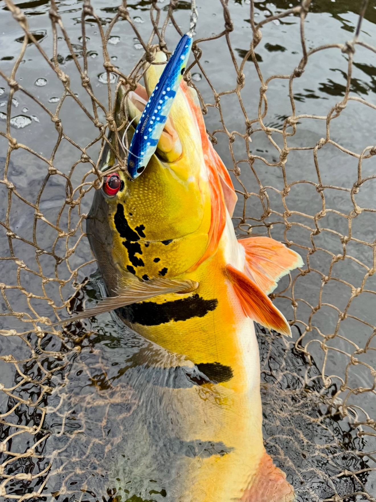 Old Bait exclusive color
@smith_freshwater_
@smithltd_enthusiast
@smith_ltd_official
Old Bait Angler @gabrielsalatino 🫱🏻🫲🏼