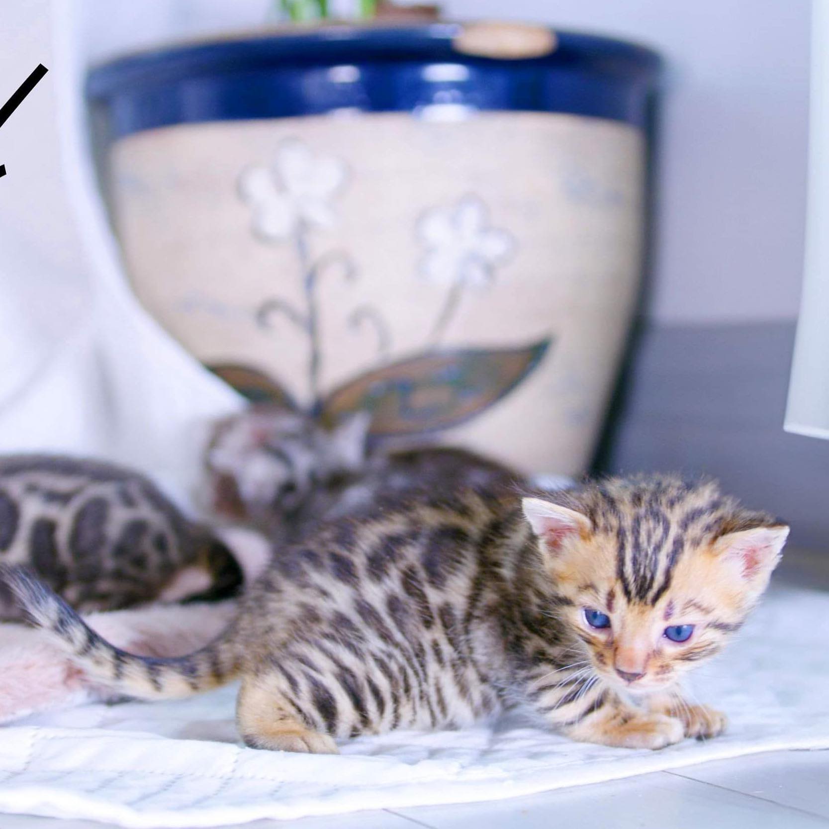 Little boy😻
Disponible à la réservation 🫶🏻
#leranchdubengal#cute#bengal#kitten#wildcat