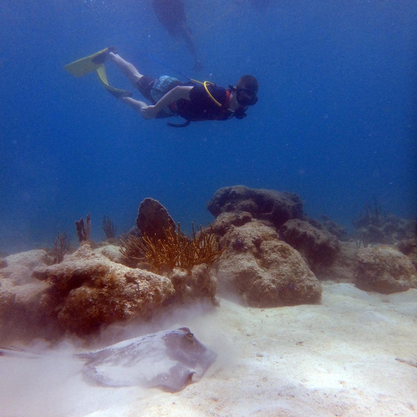 SNUBA and a stingray!
#snuba #snorkeling #caribbean #stjohn #virginislands #usvirginislands