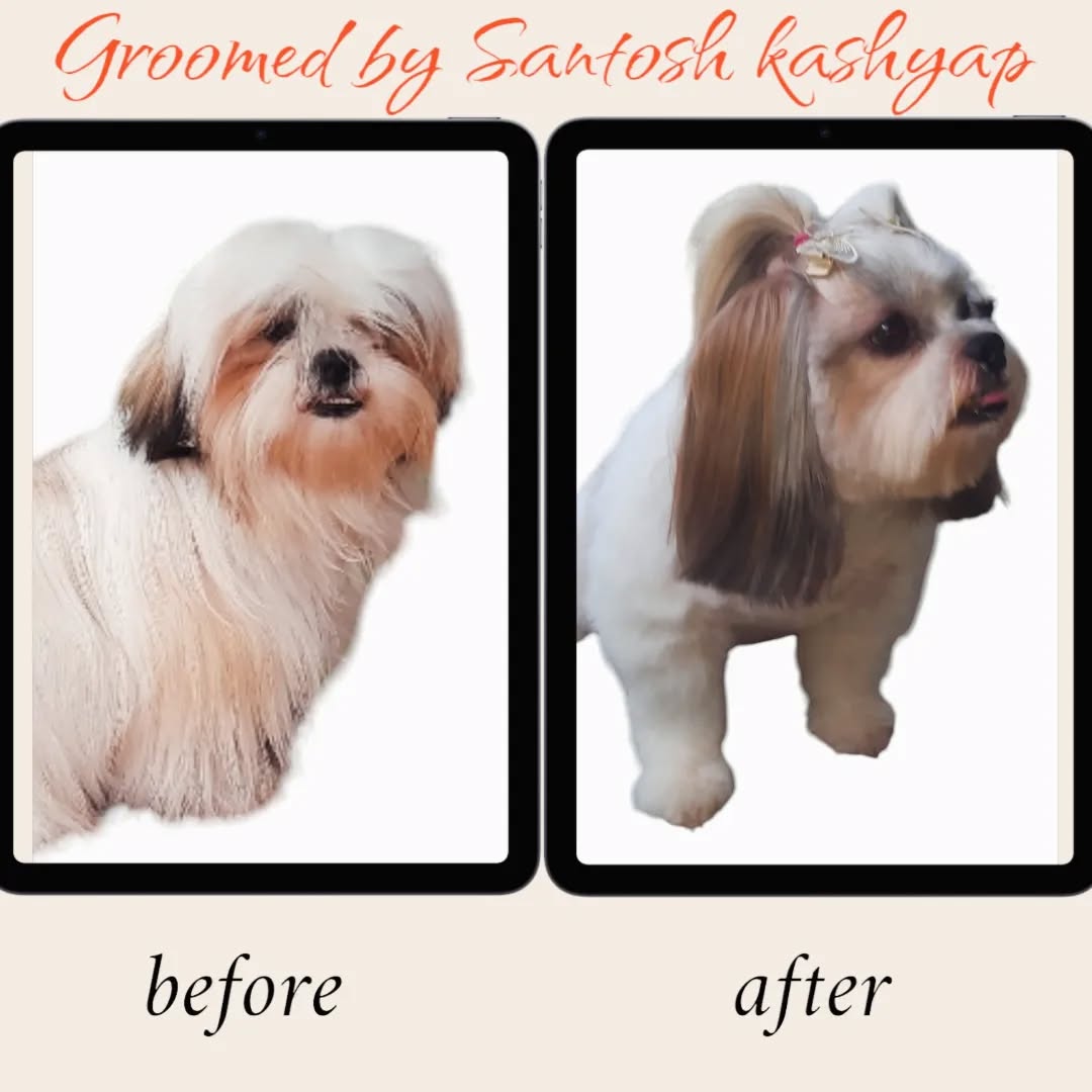 Your pets are in safe hand
Do your dog need transformation?
So Pet Zoomania is the right choice for you 😊