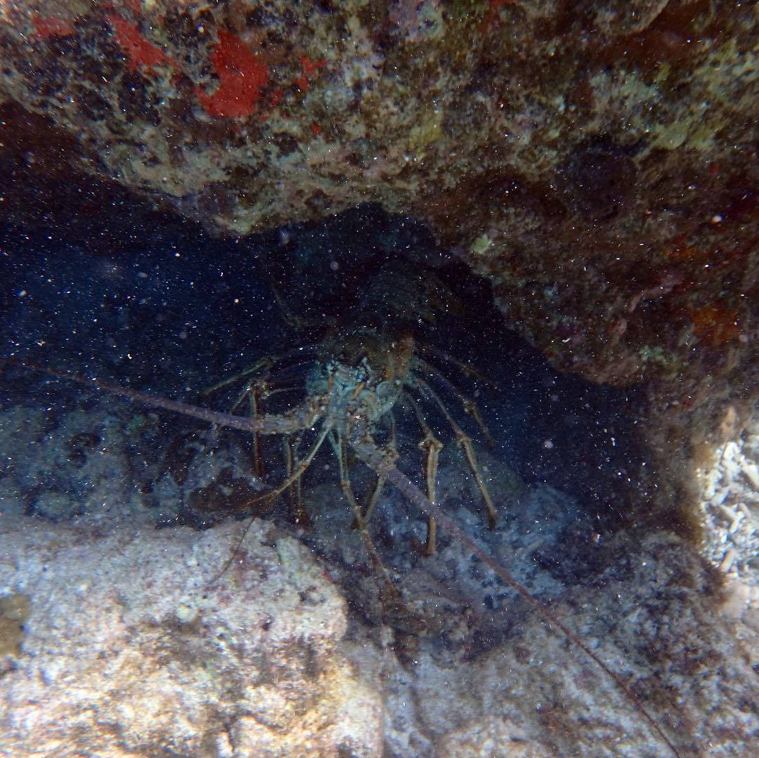 A safe place for a lobster...no taking lobster from here.
#caribbean #stjohn #gobeyond #snorkeling #snuba #visnuba #caribbean #honeymoon #family #vacation