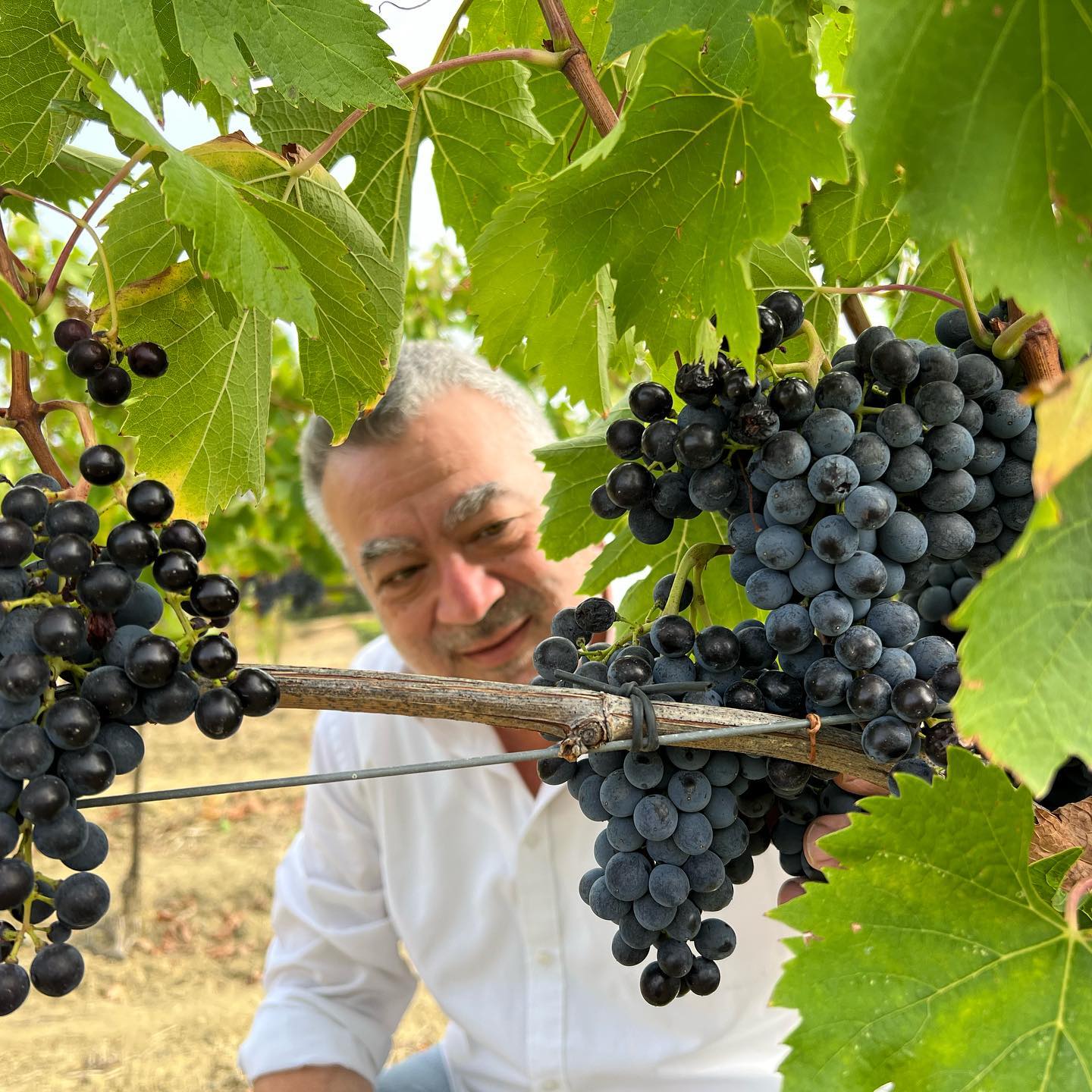 E anche per questo 2021 portiamo a casa un #sangiovese di ottima qualità e grande equilibrio. Quest’anno solo #rame #zolfo e #activomnzn