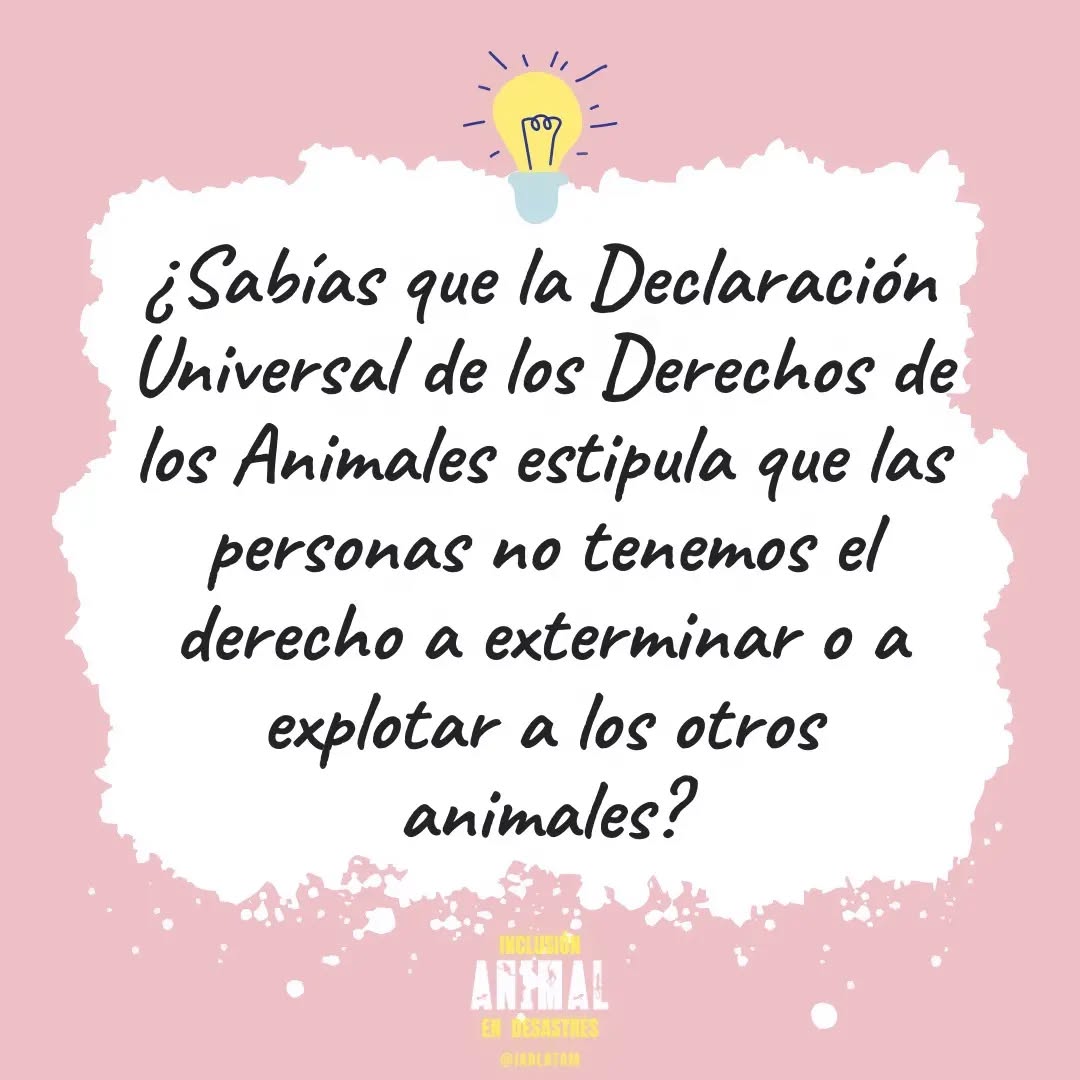 A pesar de este marco de derechos internacionales, en nuestras sociedades hemos totalmente nornalizado la explotación y exterminio animal ya que basta tan sólo pensar en la industria de carnes, lácteos o pieles para darse cuenta de la cruda realidad 😭
En el caso de desastres, los paises de nuestra región que incluyen a lxs animales son excepciones, y más raro aún es el país que realmente implementa y cumple sus propias legislaciones en pro del bienestar animal.
Como pueden ver el camino es cuesta arriba 🧗🏾♂️pero es crucial tomar conciencia, incluir a lxs animales en la preparación ante desastres y juntar nuestras voces para poder exigir la implementación de sus derechos.
Juntxs lo podemos lograr!🦜
.
.
.
#animalesendesastres #iad #iadlatam #inclusionanimalendesastres #inclusionanimal #cuidadoanimal #ningunanimalsequedaatras #animal #animallovers #animals #amor #ayuda #proteccion #conservacion #educacion #desastres #desastresnaturales #latina #cambioclimatico #refugioanimal #santuarioanimal #caribe #petsofinstagram #plandemergencias #americalatina
