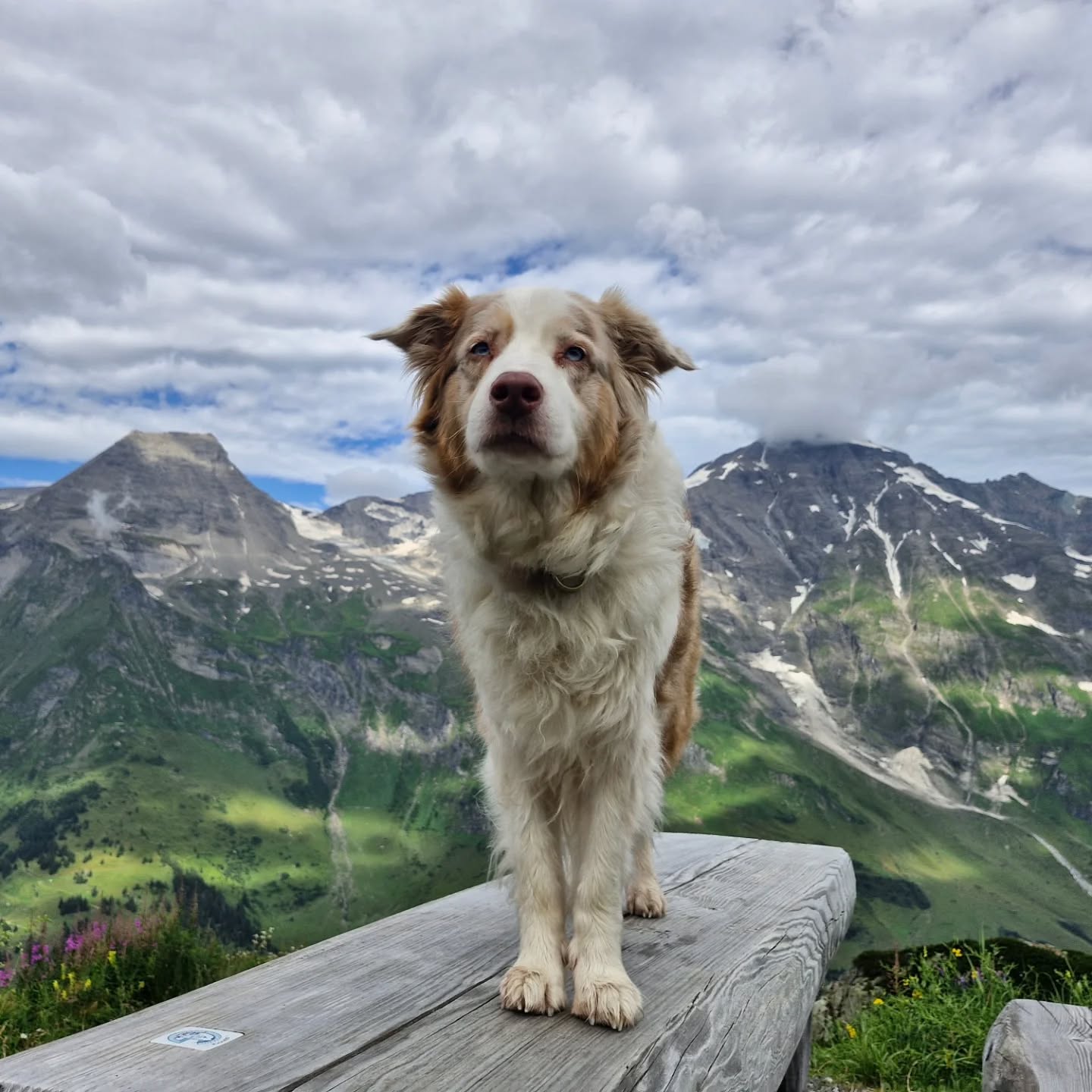 FROHES NEUES JAHR 🎉
Wir wünschen euch ein großartiges Jahr 2025 voller Glück, Gesundheit und neuer Möglichkeiten! 🍀🍾
Wir hoffen, ihr seid entspannt und sicher mit euren Vierbeinern ins neue Jahr gestartet.
An dieser Stelle möchten wir euch von Herzen danken – für euer Vertrauen, eure Unterstützung und die zahlreichen wundervollen Begegnungen, die das vergangene Jahr so besonders gemacht haben. Eure Likes, Kommentare und Nachrichten bedeuten uns unglaublich viel! 😊🐕
Auch im Jahr 2025 freuen wir uns darauf, viele weitere spannende Projekte mit euch und euren Fellnasen umzusetzen. Auf ein tolles Jahr mit Ideen, einzigartigen Leinen und jeder Menge Hundeliebe!
#silvester #happynewyear #2025 #neuesjahr #dankeschön #handmadeleashes #leinenmanufaktur #hundeaccessoires #hundeliebe #tauleinen #wunschleinen