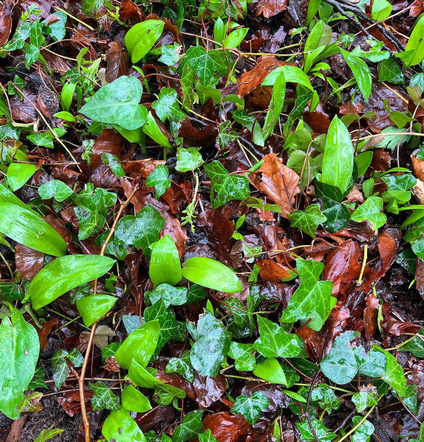 verdant green vibrancy
emerging from the brown, dead & decaying
the fresh, new, vividity of spring
birthed, nourished & nurtured by the dying
the wholeness of the full circle
life & death
the complete cycle
embodied on this woodland floor
here in nature, here in everyday life
ever in awe, ever challenged
refreshed & renewed
by the oneness of it all
within nature
within ourselves
and with each other
what a thing it is to remember
and come back to the truth of living in both
💚
#natureconnection #ecotherapy #ecopsychology #death #birth #cycles #spring