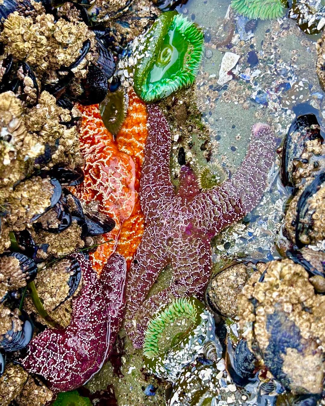Scouting tidal pools for #animalpridedoc so amazing to see the sea stars coming back!