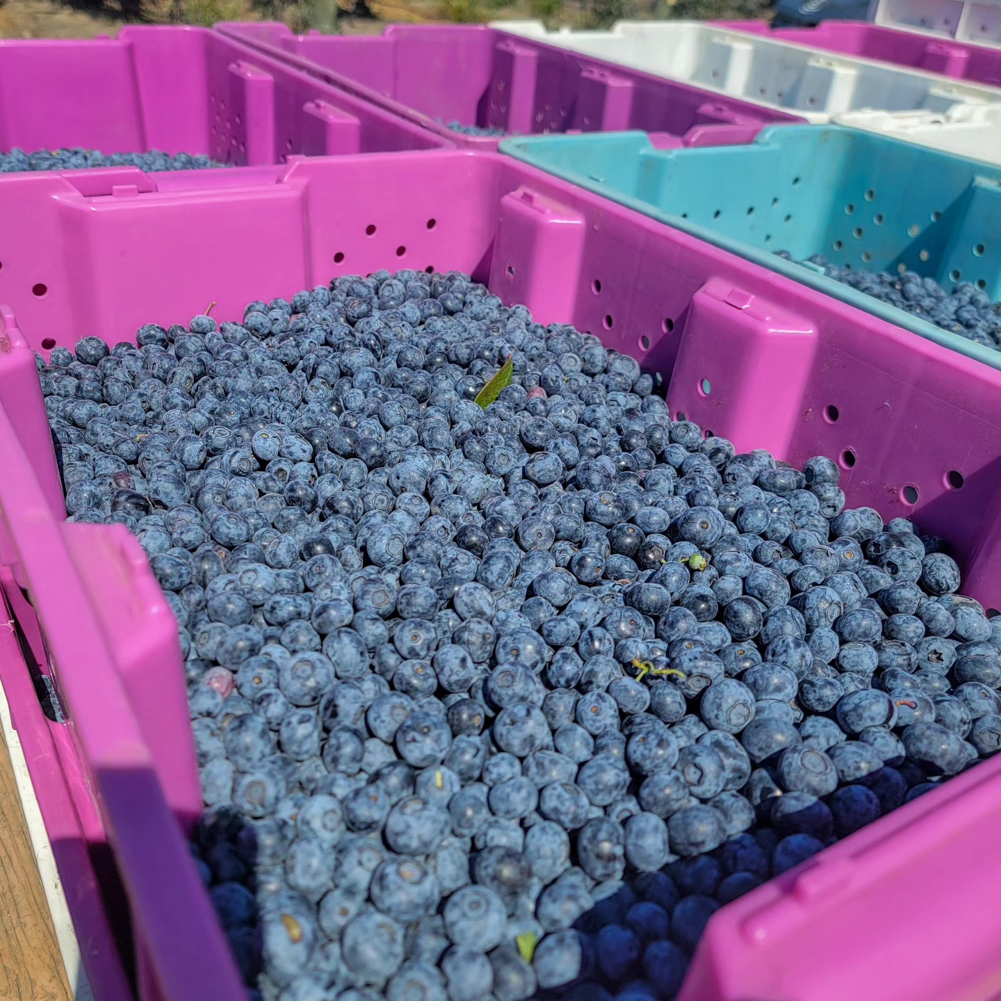 Freshly hand-picked from our fields everyday for the finest quality blueberries! Prior to reaching the tables of our customers, our berries are thoroughly cleaned and carefully sorted to ensure the best quality fruit.
.
.
.
#MaskeenFarms #BlueberryFarm #Blueberries #FreshFruit #FarmToTable #BlueberrySeason #LocalHarvest #FarmLife #BC ##Vancouver #Surrey #Richmond #Langley #BeautifulBC #Nature #Outdoors #Summer #Spring #Agriculture #Health ##Healthy #Food #Fruit