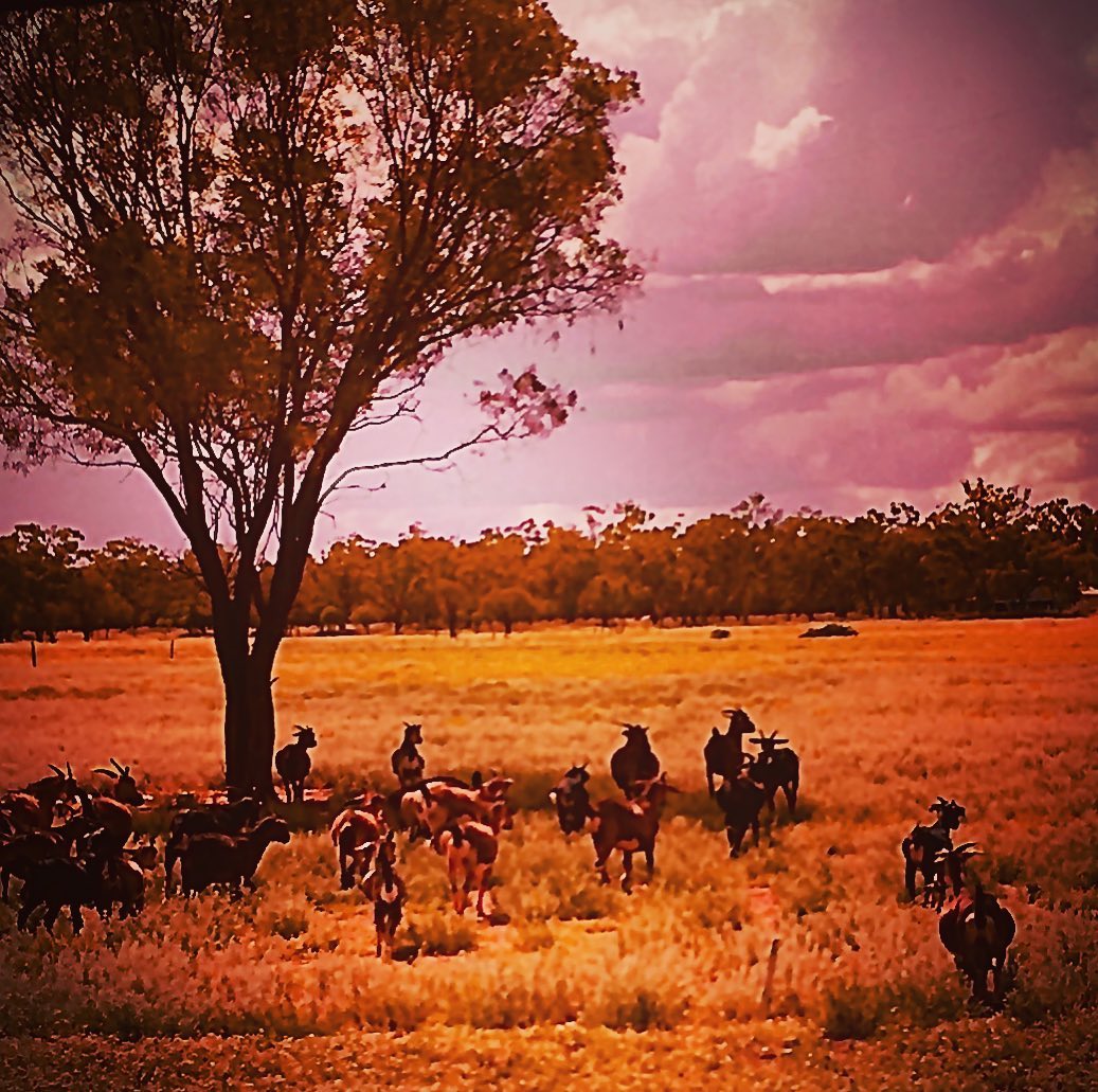 This is where I live... This is where the designs begin... Ethical fashion bags. elegantemu.com/shop #elegantemu #cristinaforfairtrade #CFFT #SayItFair #outback #australia #redcentre #outbackqld #goats #isolation #staysafe #adavale