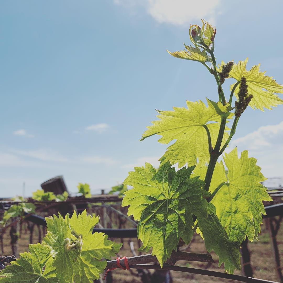 Varietà #sangiovese, nord #puglia. Bellissima #italia del #vino e della #viticoltura #winetravel #peroratuttobene