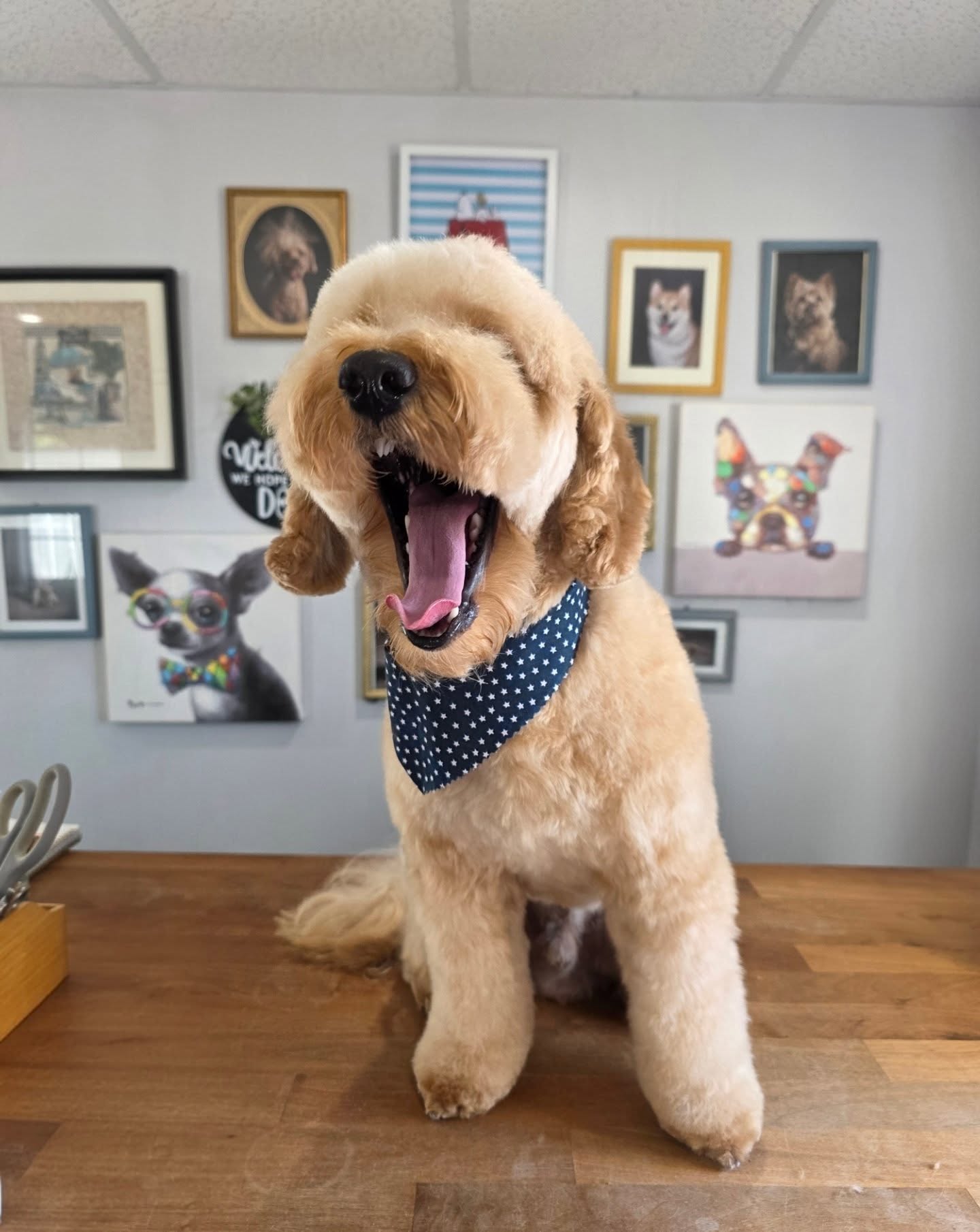 Our boy Ollie posing for our first post of the new year đ
#doodle #doggrooming #tomasthedalmatian