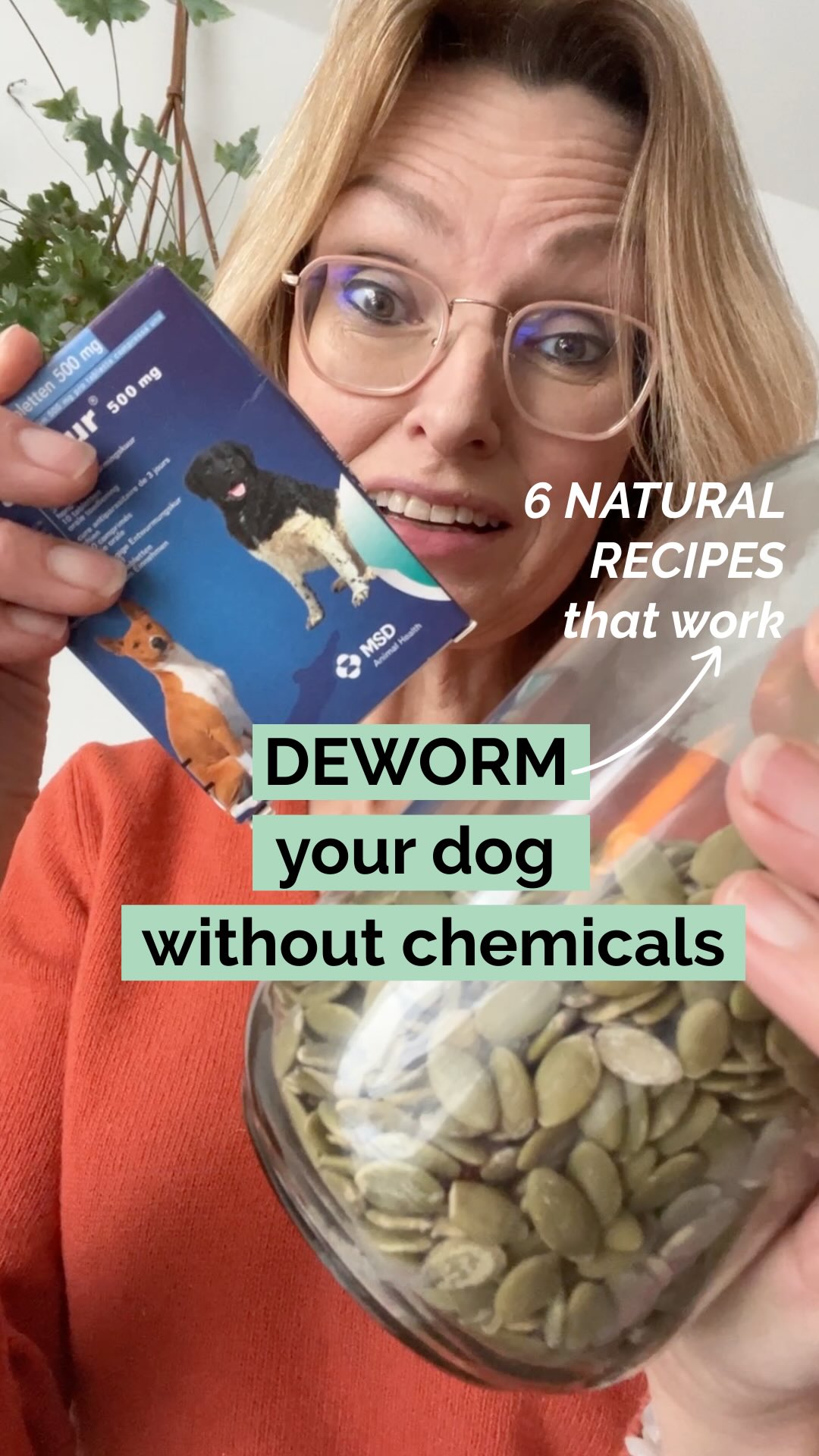 🪱 Dogs can be infected roundworms, hookworms, tapeworms, and whipworms that can cause coughing, vomiting, diarrhea, weight loss, anemia, and bloody stools.
Like many of us, I thought I was doing the right thing by treating our dog with expensive pills every 3 months. Until I learnt more about the ingredients in the pills.
There was no complete ingredient list on the package, but I did find several additives like Glycerol (E422), Propyleen glycol (E1520), Iron oxide, brown (E172), Butylhydroxyanisole (E320) and Propyl gallaat (E310). Most of them are ‘’considered safe’’, but I couldn’t find extensive research about this claim.
🌿Uhhhmmm… we can do better, because it’s super easy to treat our dogs with natural dewormers.
One of them is pumpkin seeds, which contain cucurbitacin that has this unique ability to paralyze and expel worms from your dog’s digestive system. It interfers the worms nervous system, causing them to become immobilized and unable to cling to the intestinal walls. Once they’re paralyzed, your dog will flush them out the natural way. Make sure the pumpkin seeds are raw, unsalted and unseasoned.
👉Comment DOG DEWORM and I’ll send you the PDF with another 5 natural recipes + dosage per dog size.
PUMPKIN RECIPE
* Ground or chop a few hands full of Pumpkin seeds.
* Add the right amount of grounded seeds to your dogs meal once a day (pls check dosage per size)
* Do this every day for 7 days. Then stop.
* Make sure your dog has plenty to drink
DOSAGE
* SMALL dogs (under 20 lbs / 10 kg) > 1 TEAspoon ground seeds daily
* MEDIUM dogs (20-50 lbs / 10-25 kg): > 1 -2 TEAspoons ground seeds daily
* LARGE dogs (50+ lbs/ 25+ kg): 1-2 TABLEspoons ground seeds daily
❗️Caution: Always start with a small amount to test your dogs reaction. Pumpkin seeds are generally safe for dogs. However, please do not experiment if you dog is ill, pregnant or sensitive/allergic. Always check with your vet. Don’t use the recipe for cats or other pets.
💚 Follow @helloherbal.world for tips, recipes and DIYs to live life naturally
#dogdeworm #antiparasitic #deworm #naturalremedy #nontoxicpets #nontoxicremedies #naturaldeworming