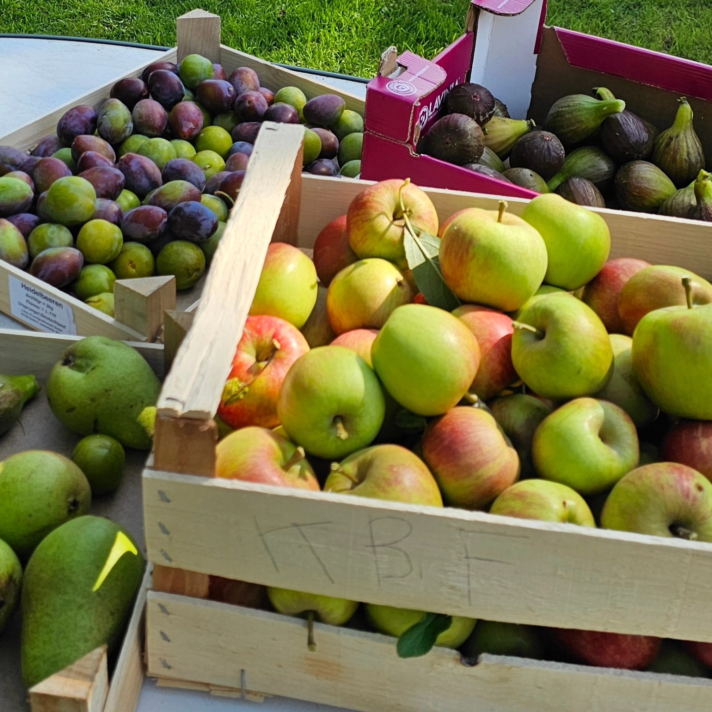 Erntezeit im 'Haus im Felde' ❤️
Harvest time in our 'Haus im Felde' ❤️
#HausimFelde
#Fehmarn
#Albertsdorf
#Ernte
#ferienwohnungen
#ferienappartements
#ostseeferien
#ferienammeer
#ostseeliebe
#spätsommer
#kitesurfen
#Windsurfen
#Radfahren
#wingfoil
#sonneninselfehmsrn
#holidayappartements
#holidayatthesea
#islandinthesun
#harvesttime
#figtree
#reneclaude