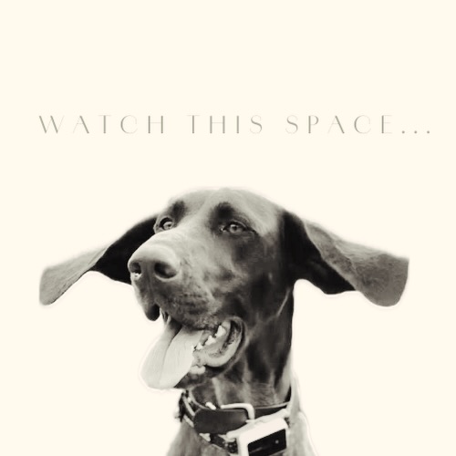 👀 Watch this space…
We’re working on something very special 🐾
A brand-new secure dog walking facility is coming to the heart of Cornwall, and we can’t wait to share more with you.
Big announcements coming soon…