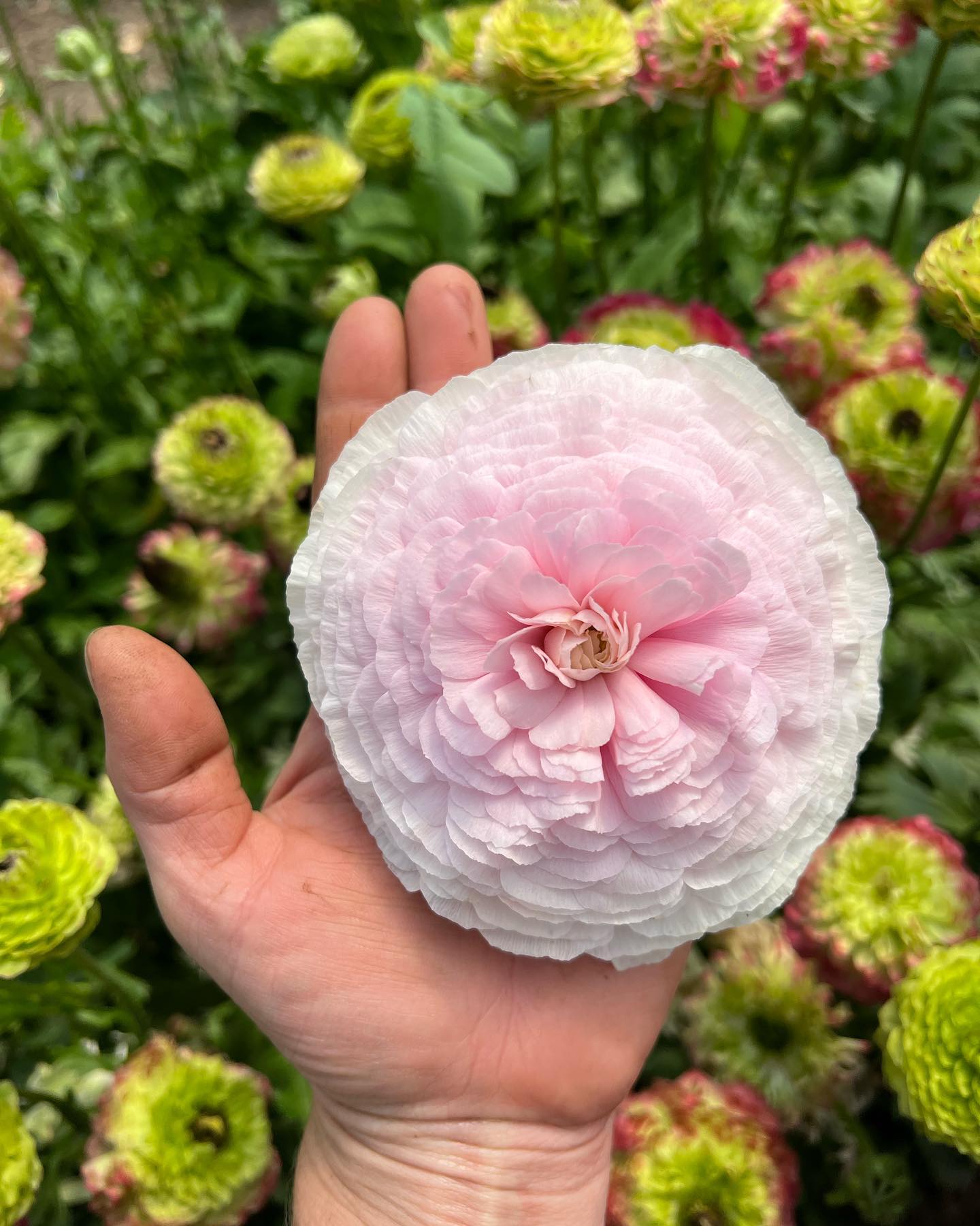 Hanoi the size of my hand with Magic in the background… this years crop will be here before we know it!!!
#oningsamerica #letcolortheworld #grownnotflown #montanacutflowers #montanaflowers #growninmontana #ranunculus