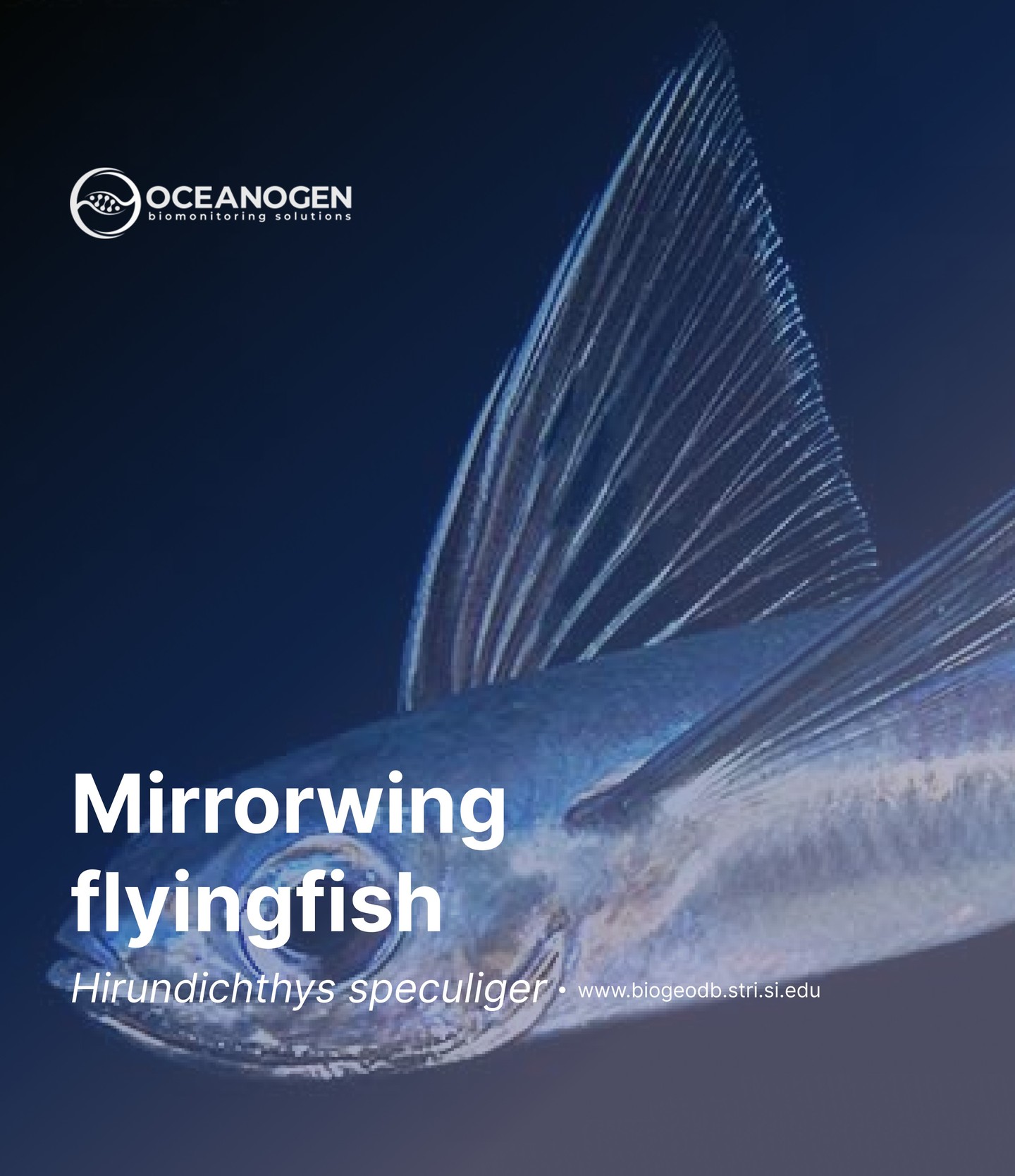 DNA barcoding was used to identify the Mirrorwing Flyingfish (Hirundichthys speculiger). By obtaining the DNA from the eggs, we are able to barcode this species. Do you know how many species of flying fish are recognized globally ? comment below !
—
Website oceanogen.com
Email contact@oceanogen.com
Instagram @oceanogen