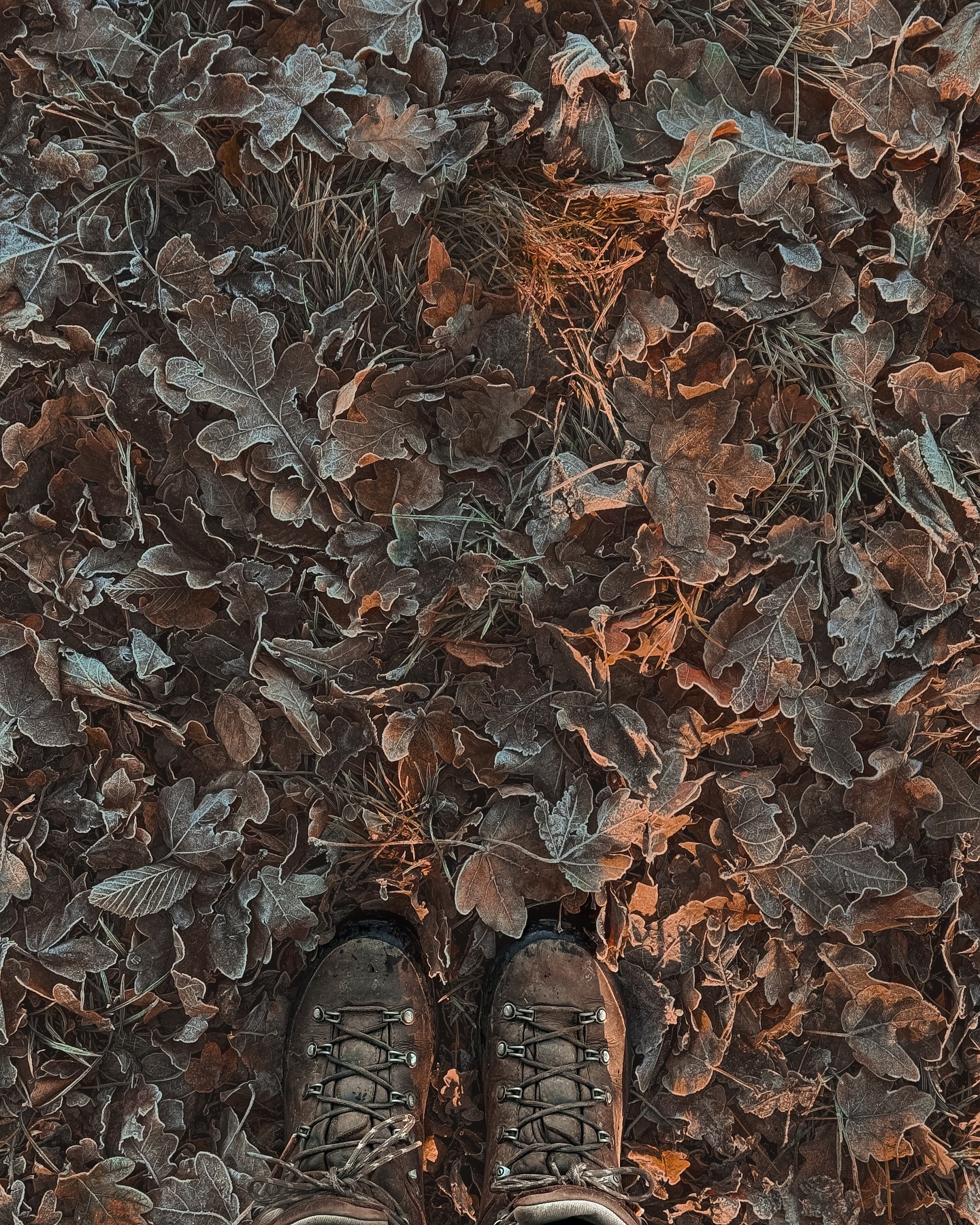 crunchy leaves. 🍂