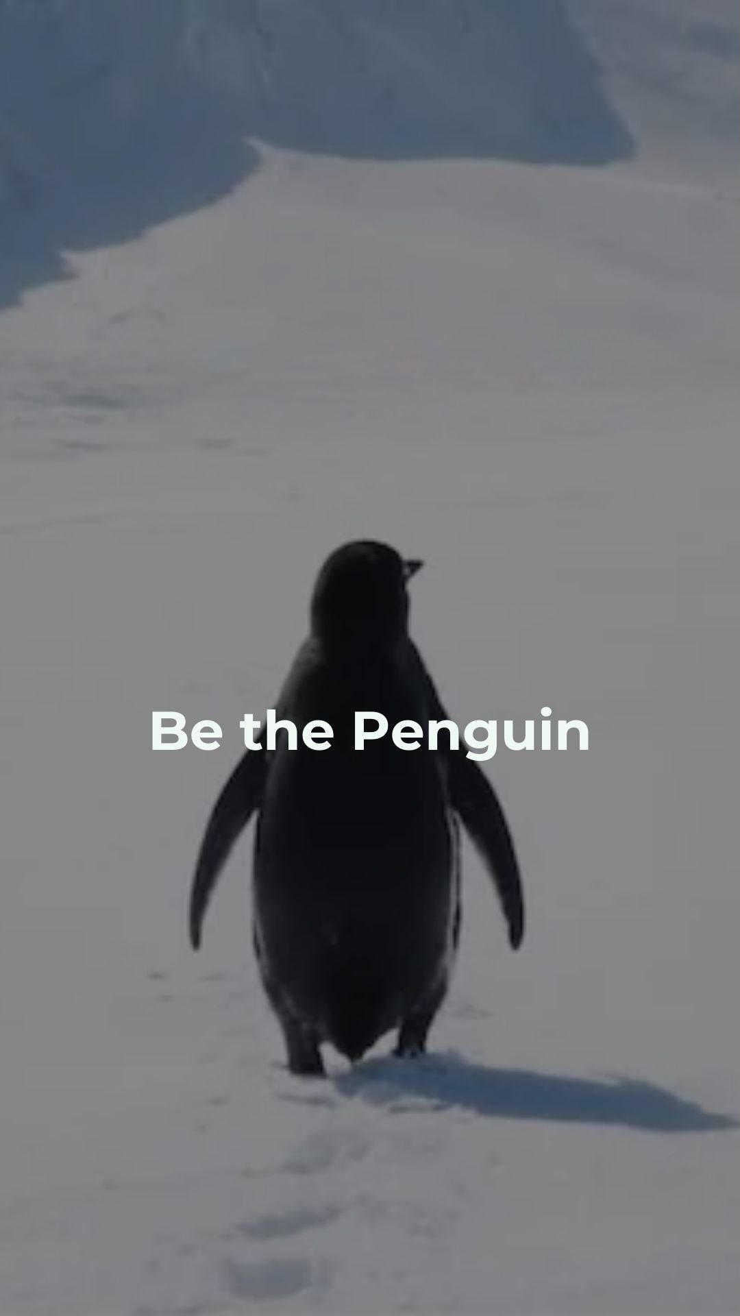 POV: Ein Pinguin, der ganz Social Media bewegt 🐧
#verlag #penguin #butwhy #trending