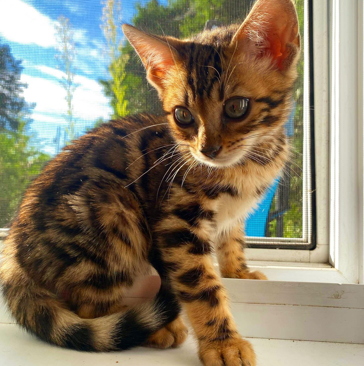 Le beau garçon 😍🐾 Il profite du soleil💙#cute#honey#catoftheday#kitty#chatondamour#leranchdubengal#chatonmignon#chouchou#love#eye#catlover#passionbengal#brownspottedtabby#bengalcat