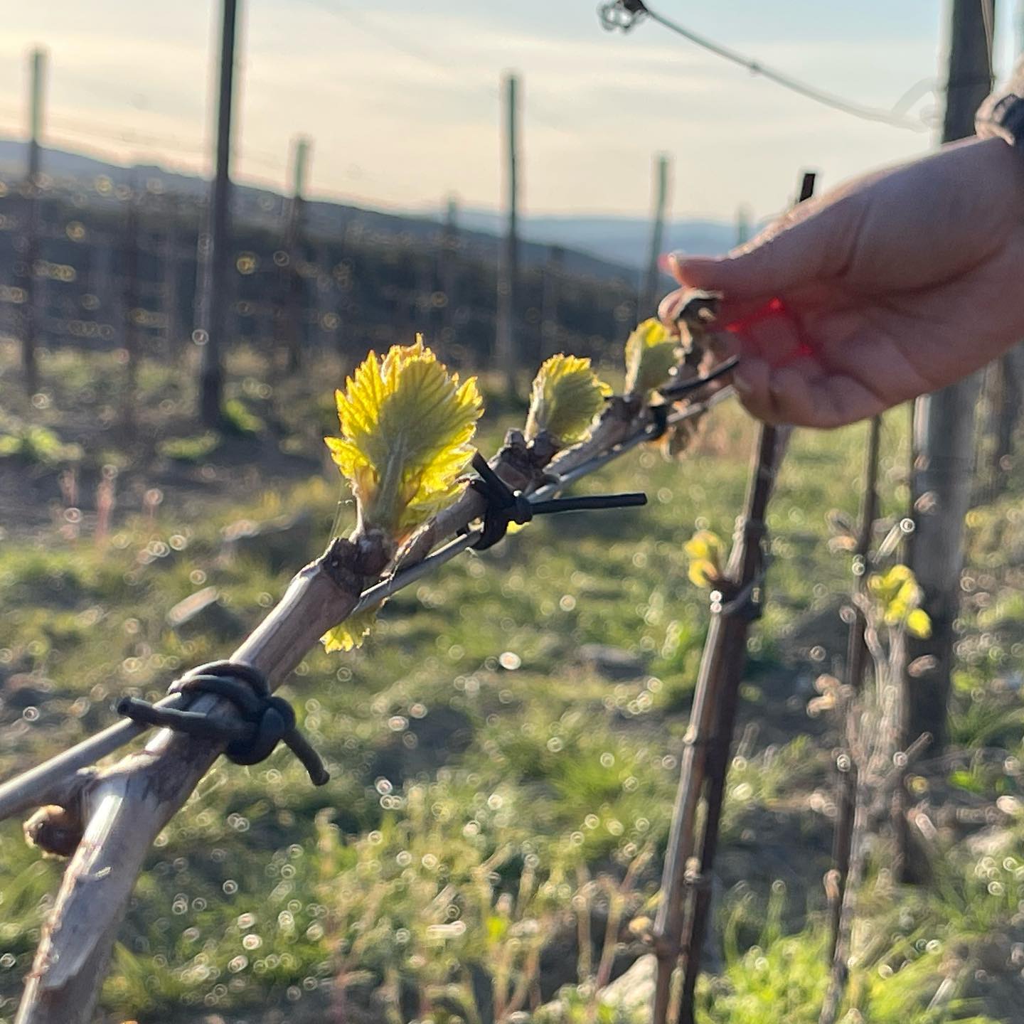🌍Noi siamo per #earthday ogni giorno, è doveroso rispettare l’unica casa che abbiamo, sempre e senza compromessi. #agricolturasostenibile #salutedellepiante #viticoltura #biologico #rispettodellanatura #laboratorioenologicotoscano