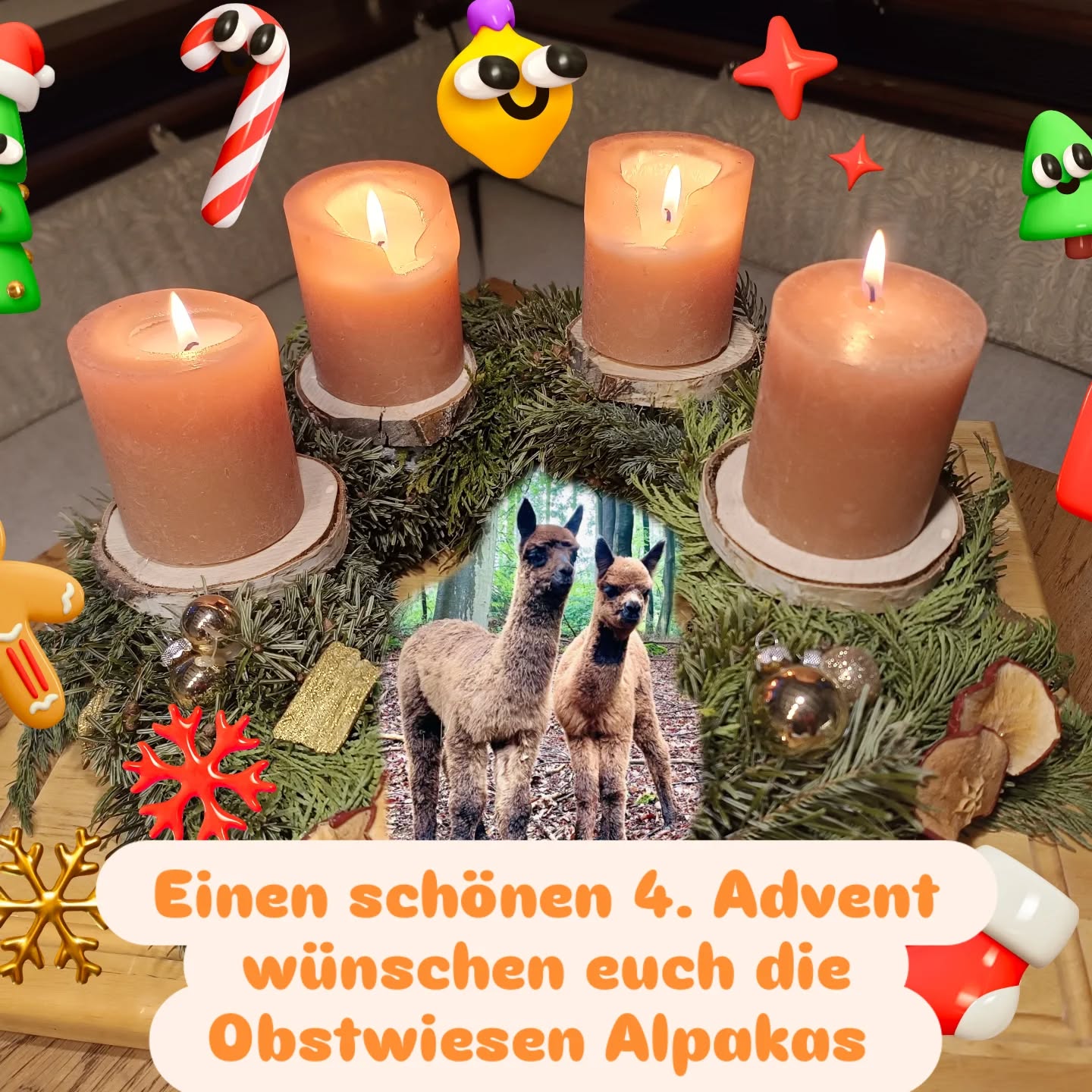 Habt einen schönen 4.Advent!
Liebe Grüße von Hazel und Vito, den kleinen 🦙🦙 von den @obstwiesen.alpakas
#hazeldasobstwiesenalpaka #vitodasobstwiesenalpaka #obstwiesenalpakas #advent #badmunstereifel #badmünstereifel #euskirchen #ahrtal #bonn #köln #cologne #theholeworld #merrychristmas🎄 #aachen #koblenz #nrw #rheinlandpfalz #rheinland