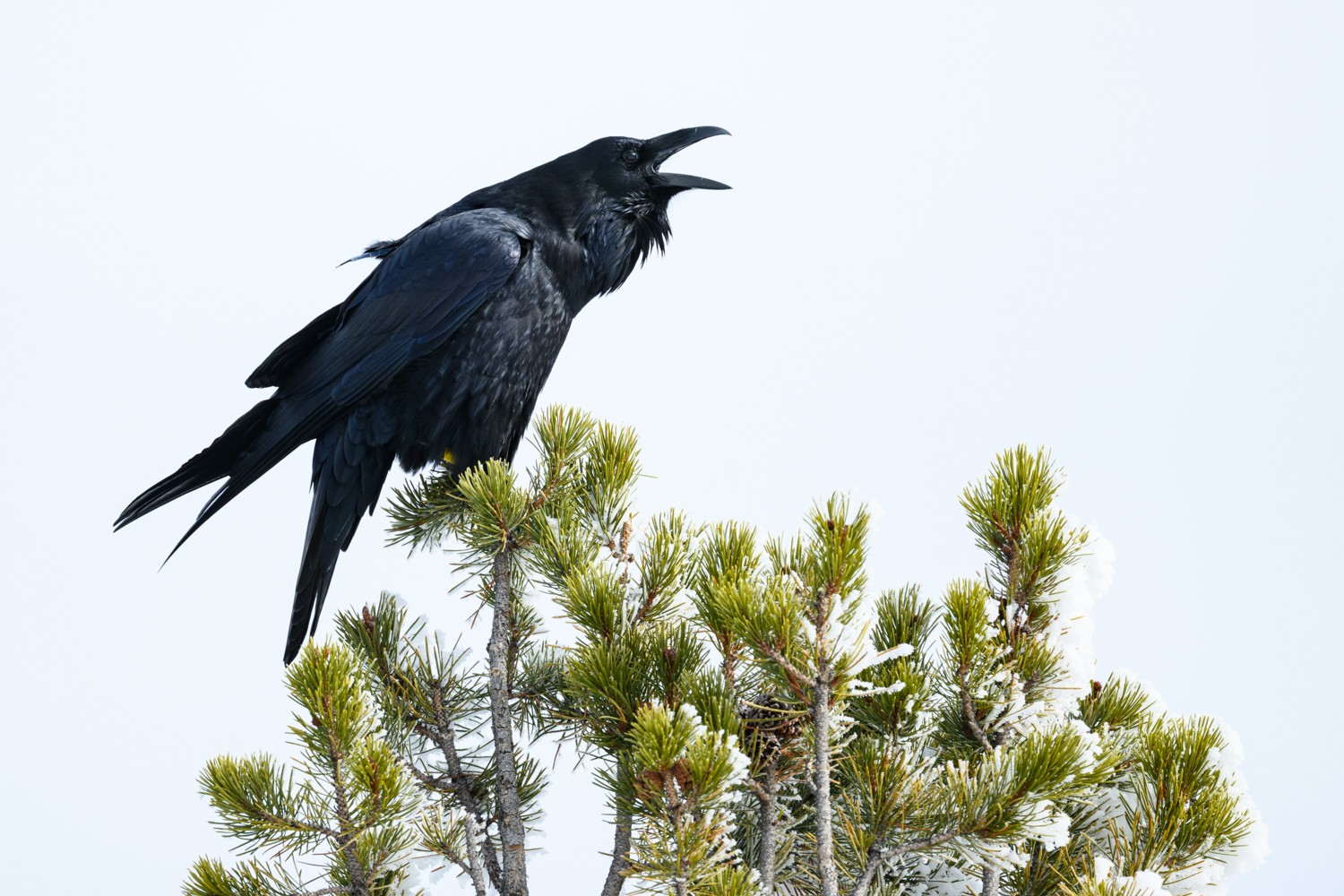 Within the enormity of Yellowstone National Park, there are many wild animals and birds to photograph. Some photographers visit Yellowstone to target wolves and grizzlies as must-have subjects. Some favor river otters, pine marten, or bighorn sheep as their favorites. Others will be most excited photographing elk, eagles, coyotes, owls, or moose. One way or another, there is something of specific interest for every photographer in Yellowstone. I have my favorites too. After spending another two weeks observing their intelligence, behavior, and fine feather detail, I list ravens as a must-have subject in Yellowstone. In the right setting, they are beautiful. With several winter trips under my belt now, I can honestly say I eagerly look forward to photographing the loud, raucous ravens who appear at every stop the van or snow coach makes. Ravens are black, but in good light, their feathers appear blue or even purple. Wicked smart and always opportunistic for a meal, ravens often lurk in close proximity to people, making them a relatively easy subject to capitalize on. I prefer to capture action or behavior, so with ravens, I focus and wait for the inevitable loud squawking to begin. One afternoon at Mid Geyser Basin, this raven landed in a pine tree next to our snow coach and made it very clear he was displeased with our failure to provide him any opportunity to grab a quick snack.
Photograph What You Feel
Nikon Z9
Nikon 600mm f6.3s Lens
ISO: 400
APT: f6.3
EXP: 1/60th of a Second Hand Held
.
#photographwhatyoufeel #yellowstonenationalpark #ravens #birdphotography #wildlifephotography