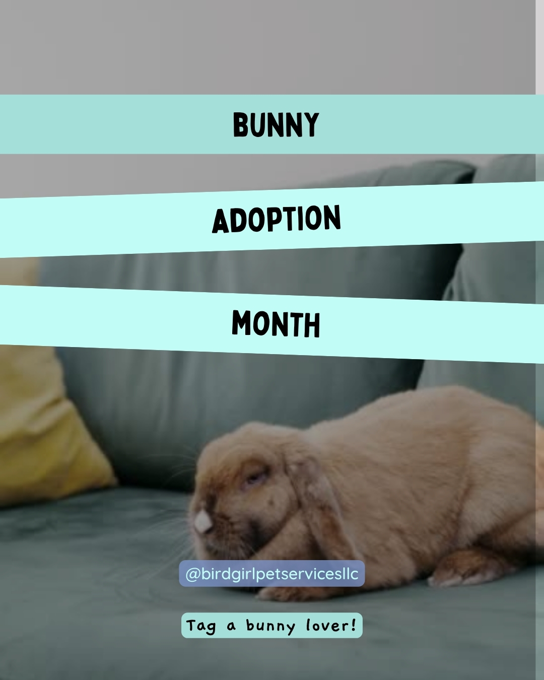 February is Bunny Adoption Month, and rabbits have a special place in my heart. 💕
They’re curious, social, and way more expressive than most people expect.
If you’re thinking about adopting a bunny, or already share your home with one, I’d love to hear their name below.
And if you’ve been bunny-curious but unsure, this month is a great time to learn more about what life with a rabbit is really like.
Tag a rabbit lover or rescue you adore 🐇