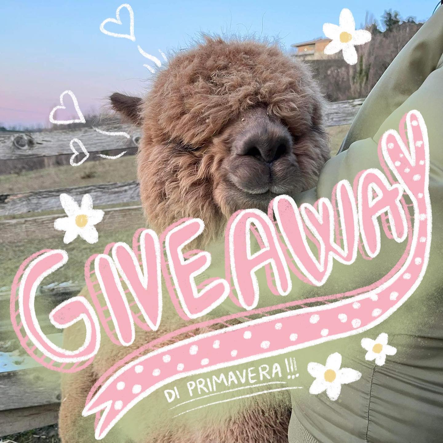 🌸GIVEAWAY DI PRIMAVERA 🌸
Sarà tenuto su Instagram e Facebook contemporaneamente!
Vorremmo ringraziare tutti voi che siete venuti a visitarci in questi anni.
Moltissime persone hanno avuto modo di vedere dal vivo i nostri animali, toccarli, accarezzarli, fare foto e passeggiare con loro durante le nostre visite guidate, vedervi così sorridenti ci riempie il cuore e fa si che, nonostante le difficoltà del nostro lavoro, riusciamo sempre a vedere il lato positivo 🍀
Vorremmo ringraziarvi dal profondo del cuore mettendo in palio dei prodotti che realizziamo con la fibra dei nostri alpaca attraverso un giveaway a partecipazione gratuita.
Uno dei nostri berretti terrà al caldo una delle persone che apprezza e capisce il nostro lavoro e questo non potrebbe renderci più felici! Il vincitore potrà scegliere tra tre bellissimi colori naturali disponibili: Bianco, Beige, Marrone.
Un secondo vincitore sarà estratto per ricevere un paio delle nostre calze 100% alpaca e una saponetta alla cheratina di pelo di alpaca, a scelta tra profumazione Lavanda o Latte e Miele.
‼️Per partecipare all’estrazione il vostro un profilo Instagram dovrà essere pubblico, così riusciremo a controllare che abbiate seguito le indicazioni.
🦙📸Potrete partecipare con una foto scattata nel 2021, 2022, 2023 l’importante è che ci siano i nostri alpaca con voi nella foto (non foto di alpaca prese da internet!)
Sarà possibile partecipare solo una volta per ogni account Instagram e una sola volta per ogni account facebook.
L’estrazione sarà fatta in diretta instagram allo scadere del giveaway.
‼️Ecco come partecipare per vincere uno dei nostri berretti in fibra di alpaca:
✅Segui la nostra pagina instagram
✅Metti mi piace a questo post
✅Crea e condividi una storia contenente una foto con i nostri alpaca che hai scattato durante la tua visita nel nostro allevamento menzionandoci @alpacadellafoglia e usando il tag #alpaca
Se volete partecipare anche su facebook cercate la nostra pagina e seguite le indicazioni del post facebook.
Durata dal 18/03/2023 al 18/06/2023
#alpaca #giveaway #giveaways #alpacalife #alpacalovers #alpacalove #alpacafarm #passeggiateconalpaca #allevamentoalpaca
