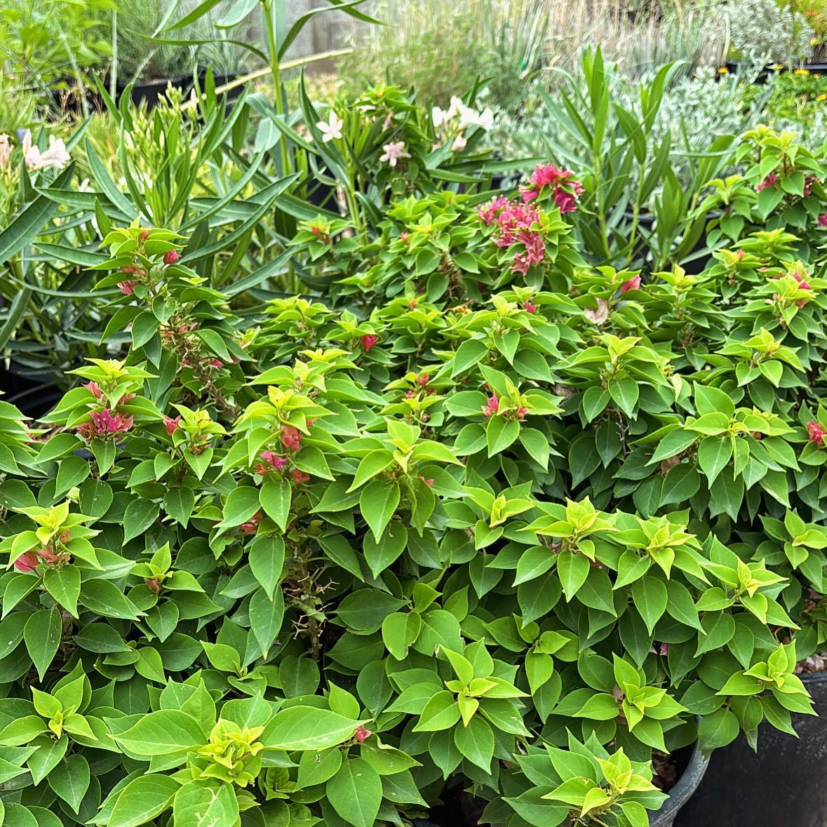 Nothing like starting the day watering this beautiful greenery preparing them for their final destination🪴
.
.
.
.
.
.
#plants #plantsmakepeoplehappy #azplants #azlandscaping #reddconstruction #azconstruction