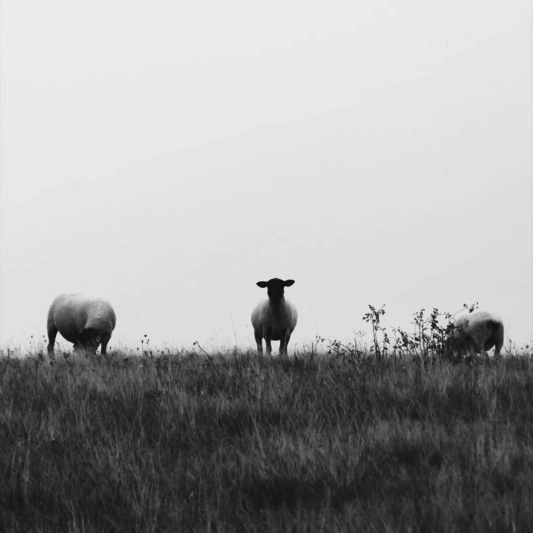 Here at Shepley Yarns, it's important to us that we source our wool from areas of the world where the process of mulesing is not carried out.
Image: Lennart Uecker
#britishwool #choosewool #shepleyyarns #naturalfibres #renewablefibres #biodegradable #merinowool #woolindustry #championwool #buybritishwool #sheep #keepitnatural