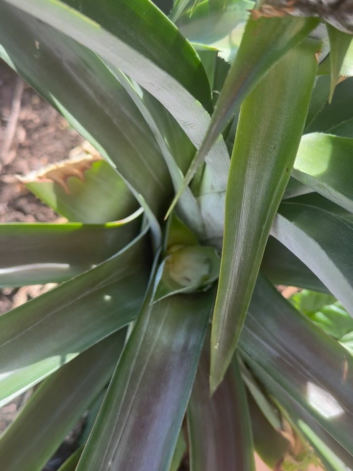 Not everything growing needs to stay. Sometimes focus helps what matters grow stronger.
What are we removing?
What are we saying no to?
Removed a pup so the pineapple can put its energy into the fruit - today’s lesson, courtesy of my pineapple plant. 🍍
#focusedgrowth #reduceworkload #simplifiedsystems #systemsthinking #deliverysystems