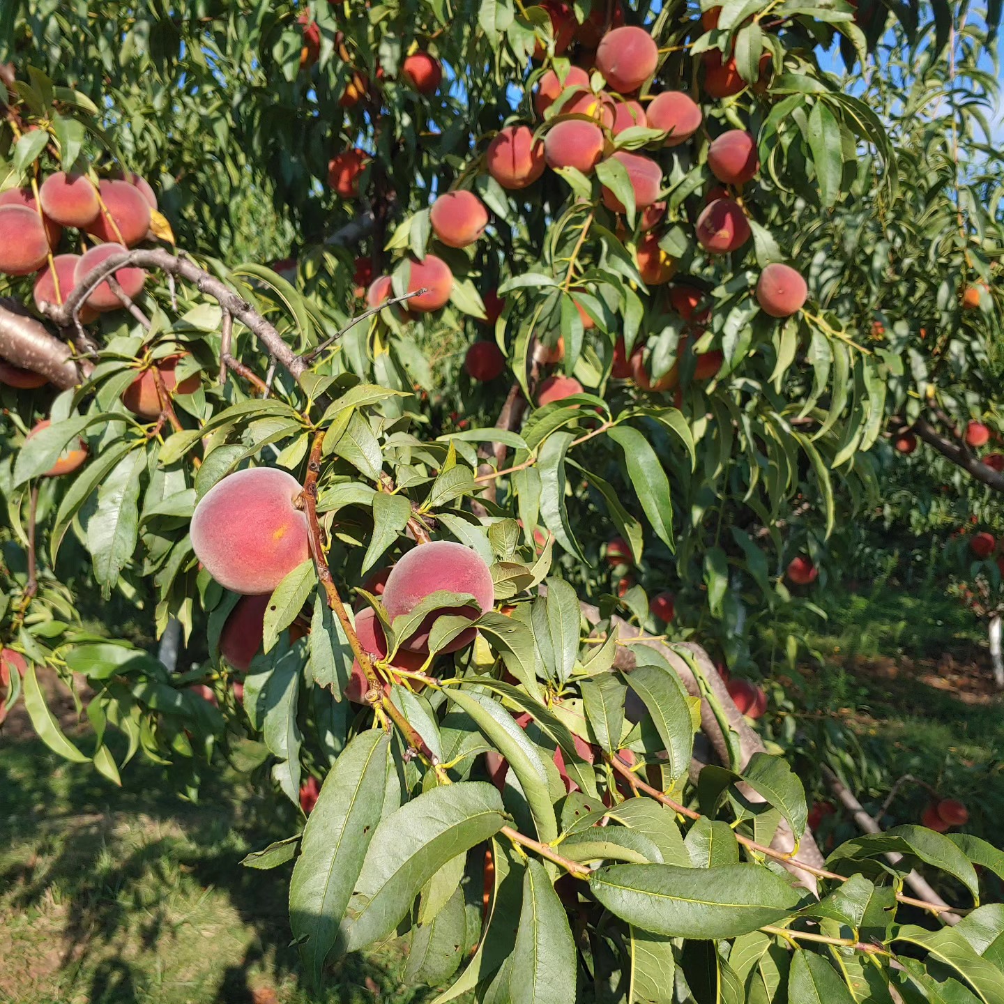 BACK BY POPULAR DEMAND
PICK YOUR OWN PEACHES! TWO NEW DATES:
Wednesday August 13th 2-7 pm
AND
Saturday August 17th 2-7 pm
$25 per box
Come to the orchard at 587 South Ludlow Road Urbana 43078
Accepting cash, credit and checks
The peaches are easy to pick and delicious!