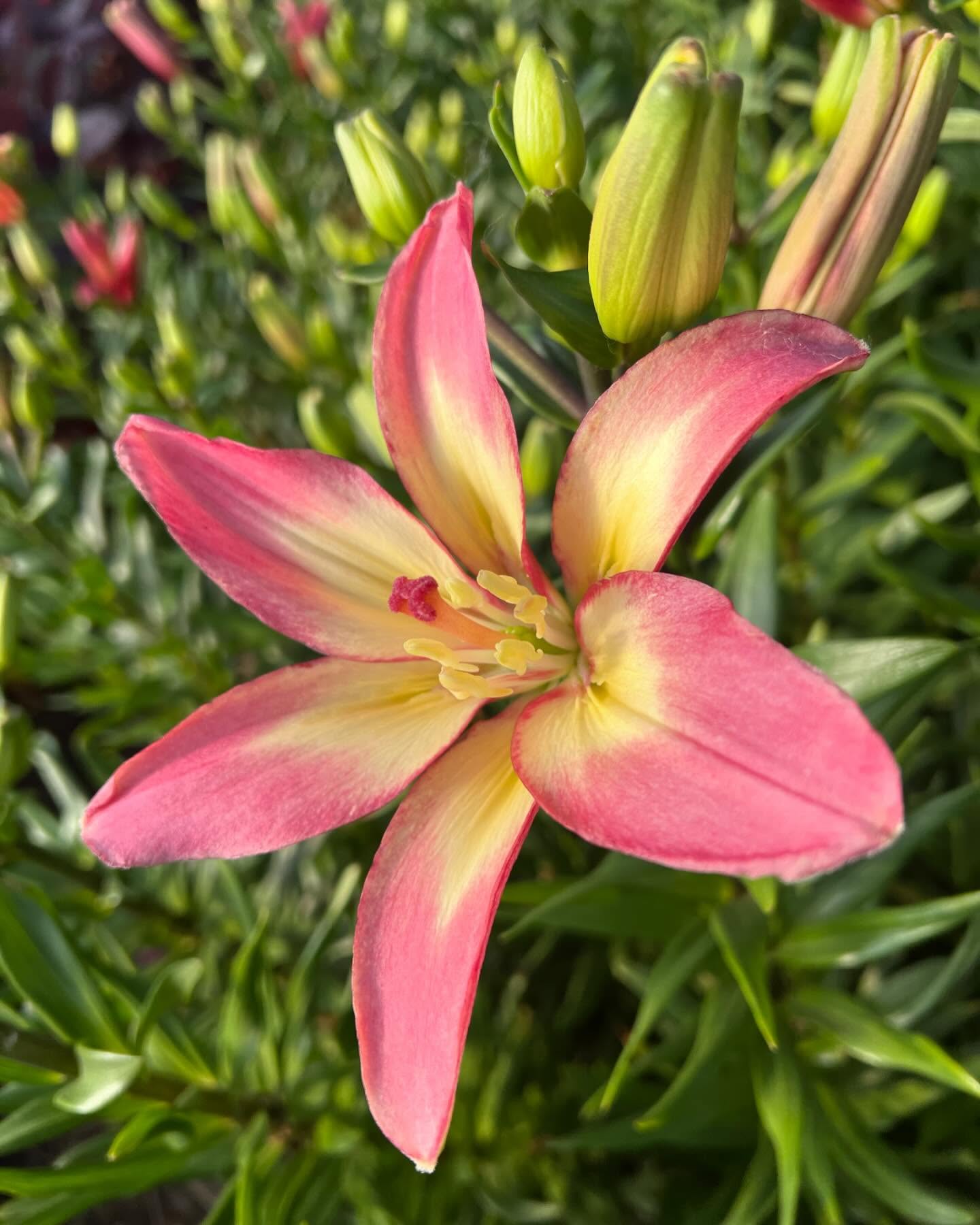 Pollinless lilies is how we roll. No @kleenex required.
#flowerfarmer #grownnotflown #pollinlesslily #montanaflowerfarm #406 #montana #montanagrown