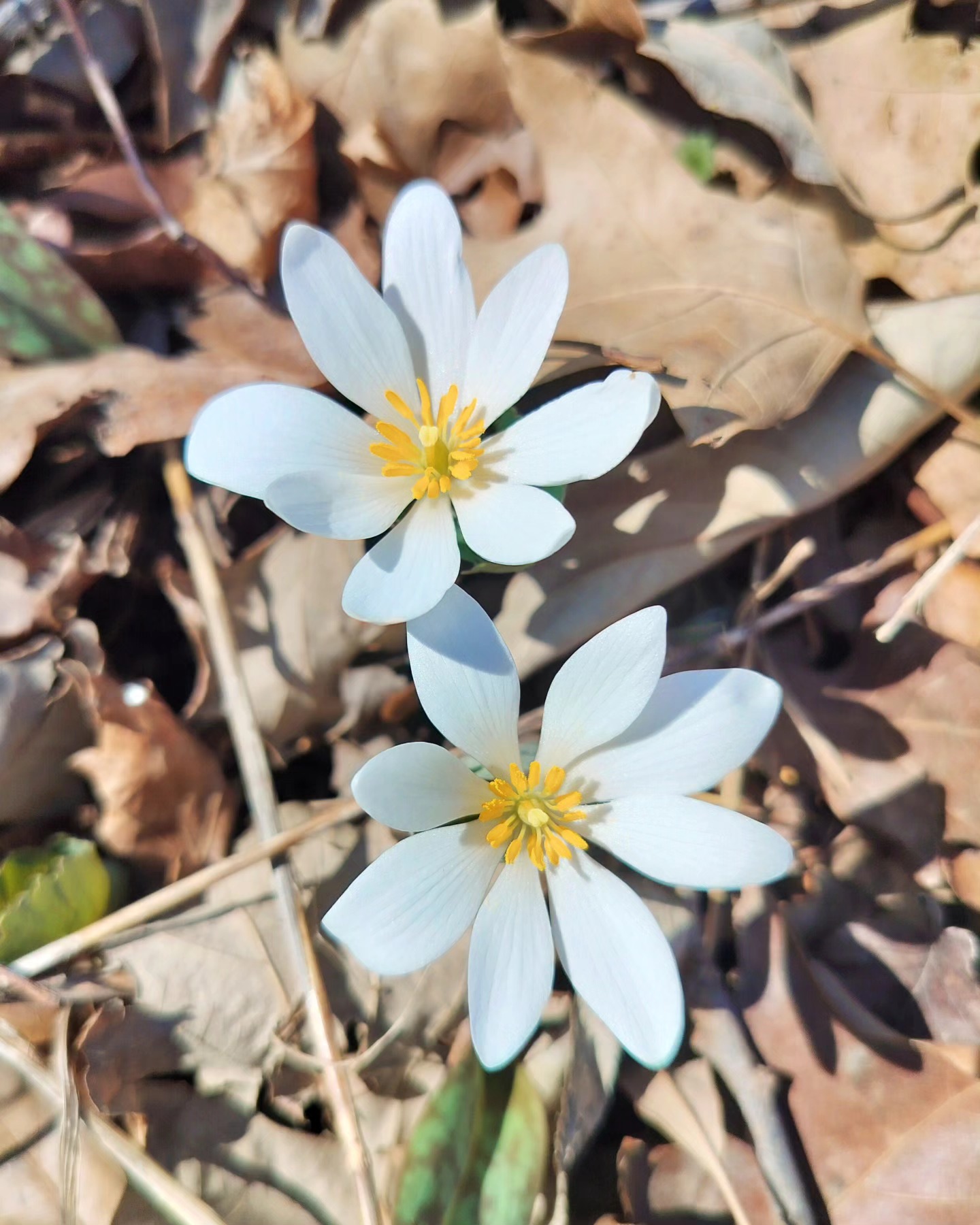 The bloodroot (Sanguinaria canadensis) are blooming in the leafless spring woods. The flowers usually last for a single day. Beauty is ephemeral.