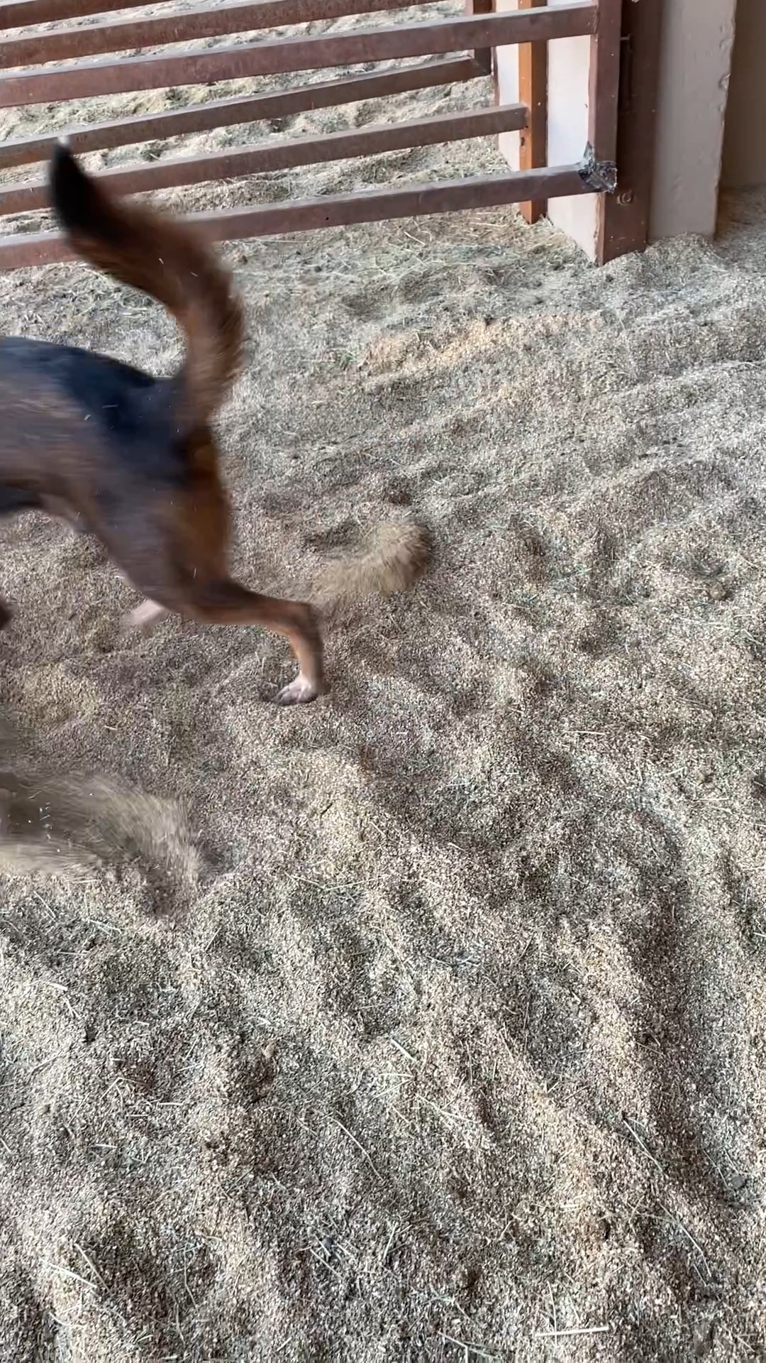 Sometimes Buckaroo doubles as a swiffer duster...