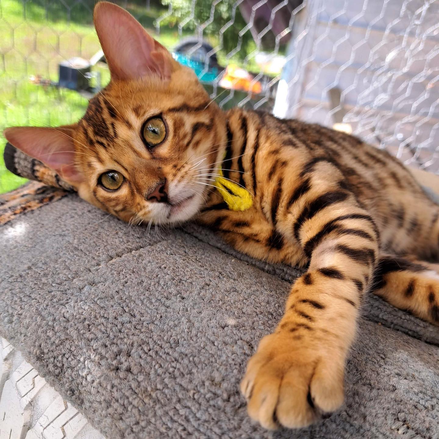 Fils de Zelda et Link 😘
Née le 26 mai 2022 toujours disponible pour adoption.
#adoption#leranchdubengal#catoftheday#kittenlove#kitten#chaton#mignon#cute#futurebigboy#goodcat#chatsduquebec#chatonmignon#eyes