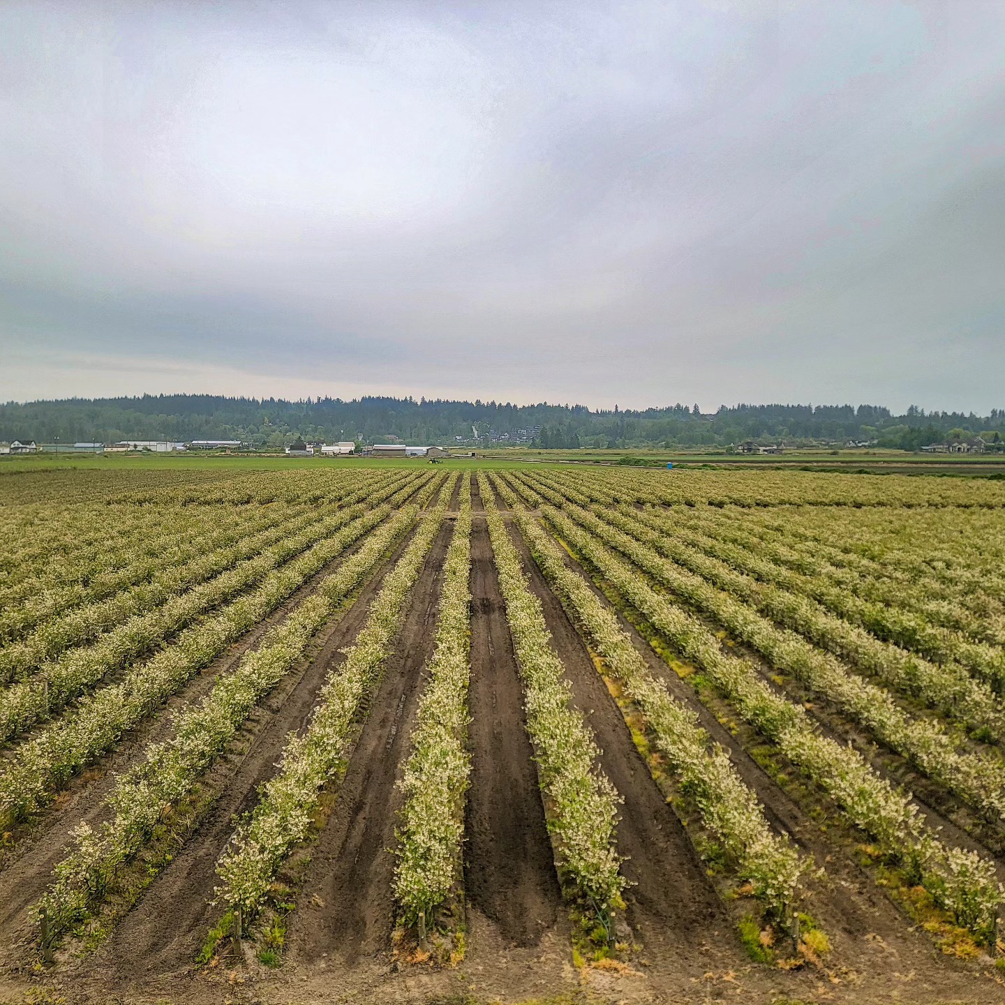 Maskeen Farms is gearing up for the blueberry season! Our tractors are hard at work, prepping the fields for the summer harvest season. Get ready for the freshest, juiciest blueberries straight from our farm! ๐
#MaskeenFarms #SouthSurrey #BlueberrySeason #FarmFresh #BCBlueberries #FarmLife #FreshProduce #SupportLocal #BerryLovers #SummerVibes #SurreyBC #FamilyFarm #HealthyEating #FarmToTable #BlueberryPicking #LocalFarm #FreshFruit #BCFarms #SustainableFarming #HarvestSeason #FarmVibes #OutdoorFun #HealthyLiving #EatLocal #FarmersOfInstagram #BlueberryFarm #SurreyEats #FarmFreshBC #Vancouver
