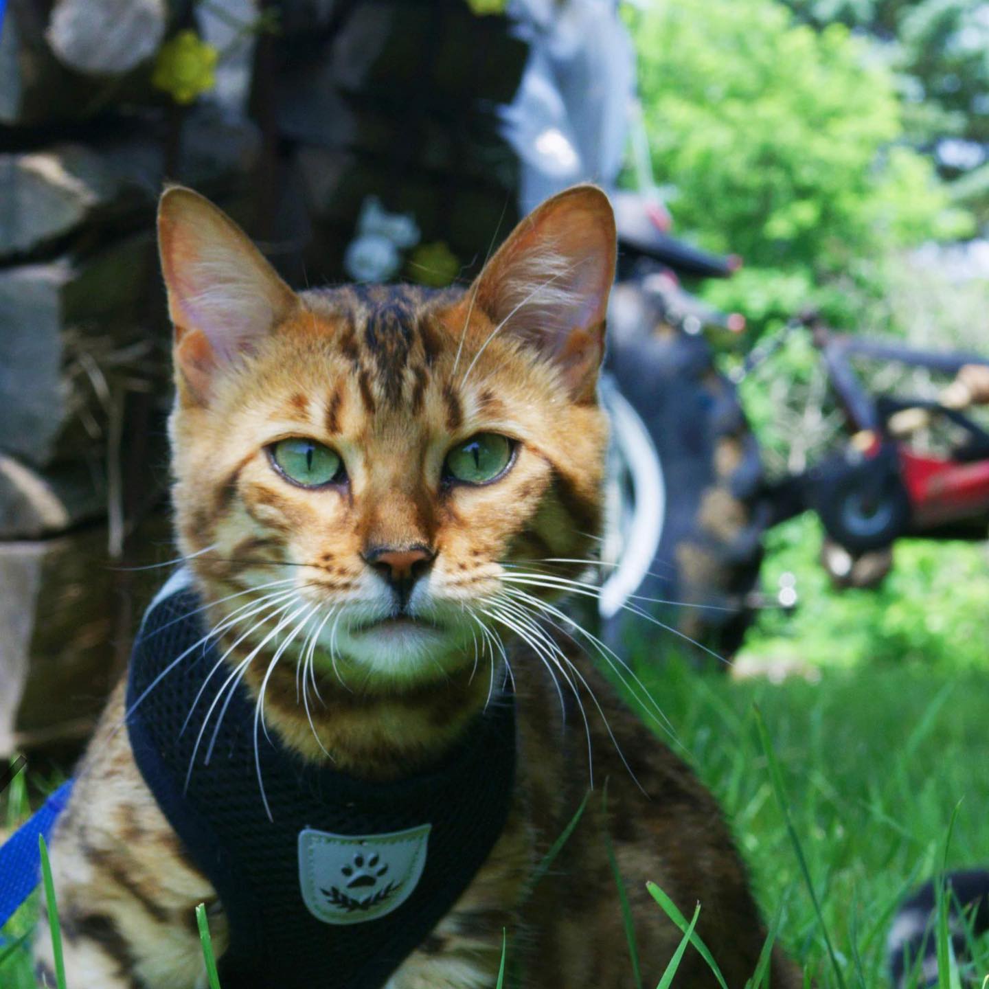Nous vous présentons la prochaine génération au ranch du Bengal, notre nouvelle reproductrice : la magnifique Céleste, fille de Zelda et Link ! Une véritable perle. #bengal#leranchdubengal#brownspottedtabby#catfan#eye#queen