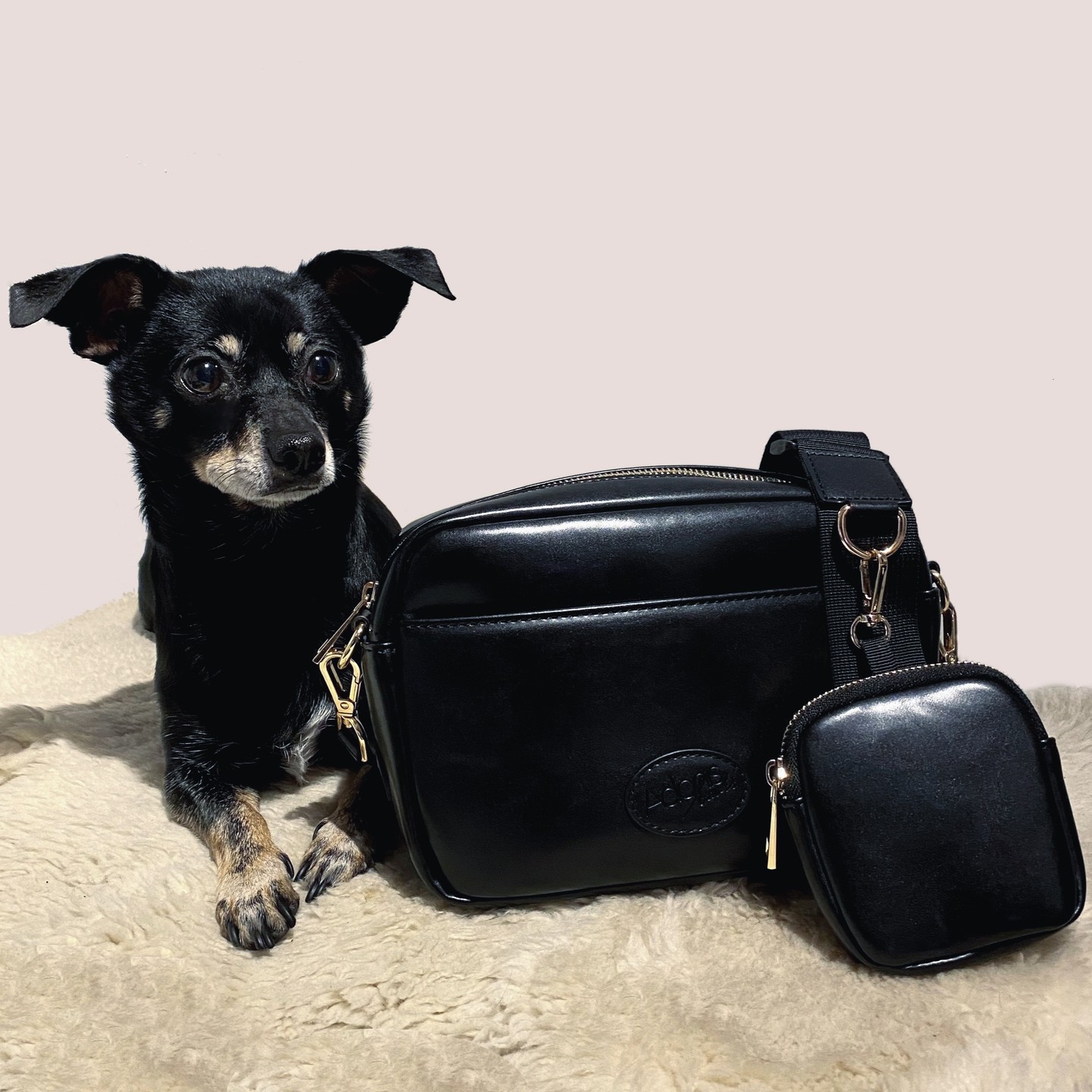 Choco showing off her modeling skills, promoting our new bag for dog walks. #dogmodel #chihuahua #dogwalk #dogwalkingbag #dog #design