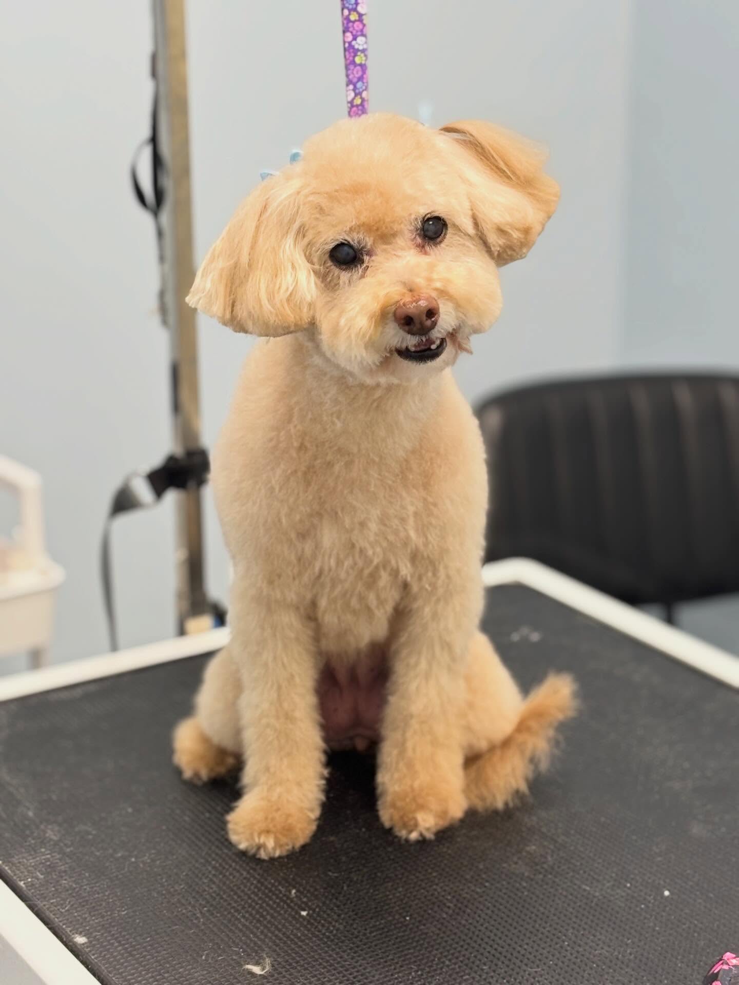 Avery 💕
#minipoodle #doggroomingsalon #doglover #spaday #nc