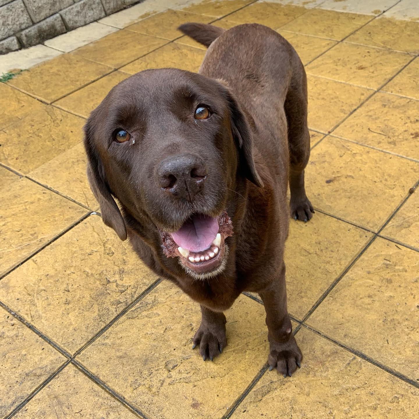 Milo … always keen for a pat and a treat … always smiling 🥰🥰🥰
#dog #dogsofinstagram #dogsofbrisbane
#labrador #doglover #cute #chasingtailsbrisbane