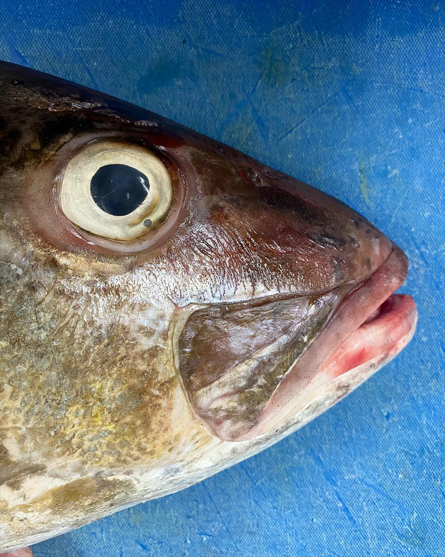 🇨🇴www.pescandopacifico.com🇨🇴
Nombre científico: Seriola durmerili
Especie nombre común: Bravo/medregal - pez limon 🐟
Lugar de captura:📍 Maná, choco
Método de captura:línea de mano 🎣
Embarcación : Lancha (viento y marea) ⛵️
@pescandopacifico #faena #bravo #fish #sustainablefish #catchoftheday #foodporn #fresco #pescaresponsable #foodgasm #gastroskills #gastroart #colombia #pacifico #omg #blessed #nature #fresh #litoral #pacifico #fishman #foodie #fish #foodphotography #fitfood #fishing #gastronomy #picoftheday #sustainablefood