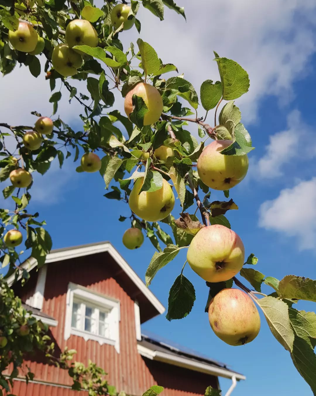 Couldn't be a better day for apple harvest🍏🍎🍏🍎🌞
#apples #omenasato