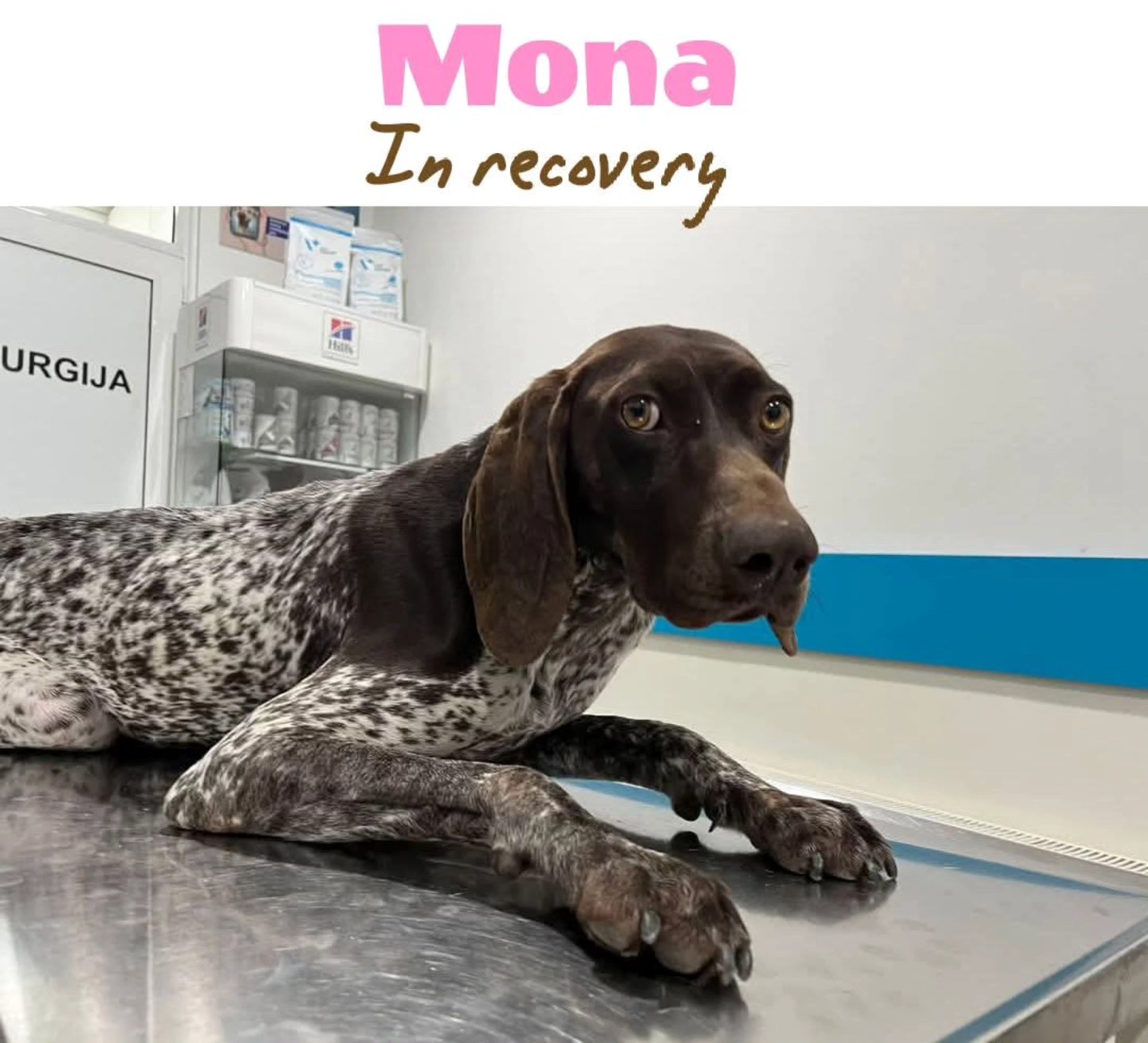 Thank you very much for your contribution
❤️🐾G.J.P.M. Wiegers
€10,00
❤️🐾 H.J. Struyk
€10,00
❤️🐾John ad Magdalena Zonneveld
€50,00
❤️🐾Y. Oude Luttikhuis
€7,50
❤️🐾 MAH de Louwere
€12,50
❤️🐾C.M.Berbe
€15,00
❤️🐾PCLippits
€25,00
❤️🐾Diana Nijland
€10,00
❤️🐾 Martine Pollefliet
€50,00
❤️🐾 Koen Stox
€50,00
❤️🐾 C Bamberg Cohen
€10,00
❤️🐾Leonie Breugelmans voor Mona
❤️🐾Stephan Ostman voor Mona
€10,00
❤️🐾Bert Cryns
€20,00
❤️🐾Josi Muller
€20,00
❤️🐾Anonymous donor
€10,00
We appreciate your wholehearted support
Contact via email: gsprescuehr@gmail.com
Website: https://www.gsprescuehr.com/nl/contact.
#dontshopadopt#gspoftheday #gspcommunity#germanshorthairedpointerlovers #germanshorthairedpointerlovers #pointerlovers #gspcommunity #pointerlove #germanshorthairedpointer #birddog #pointersofinstagram #gsprescue #gspworld #gsp #gsplife #gsploverig #gsplovers #gspsofinstagram #gspuniverse @lydia_lidach #rescuedog #rescuedogsofinstagram #rescuedismyfavoritebreed#deutschkurzhaar